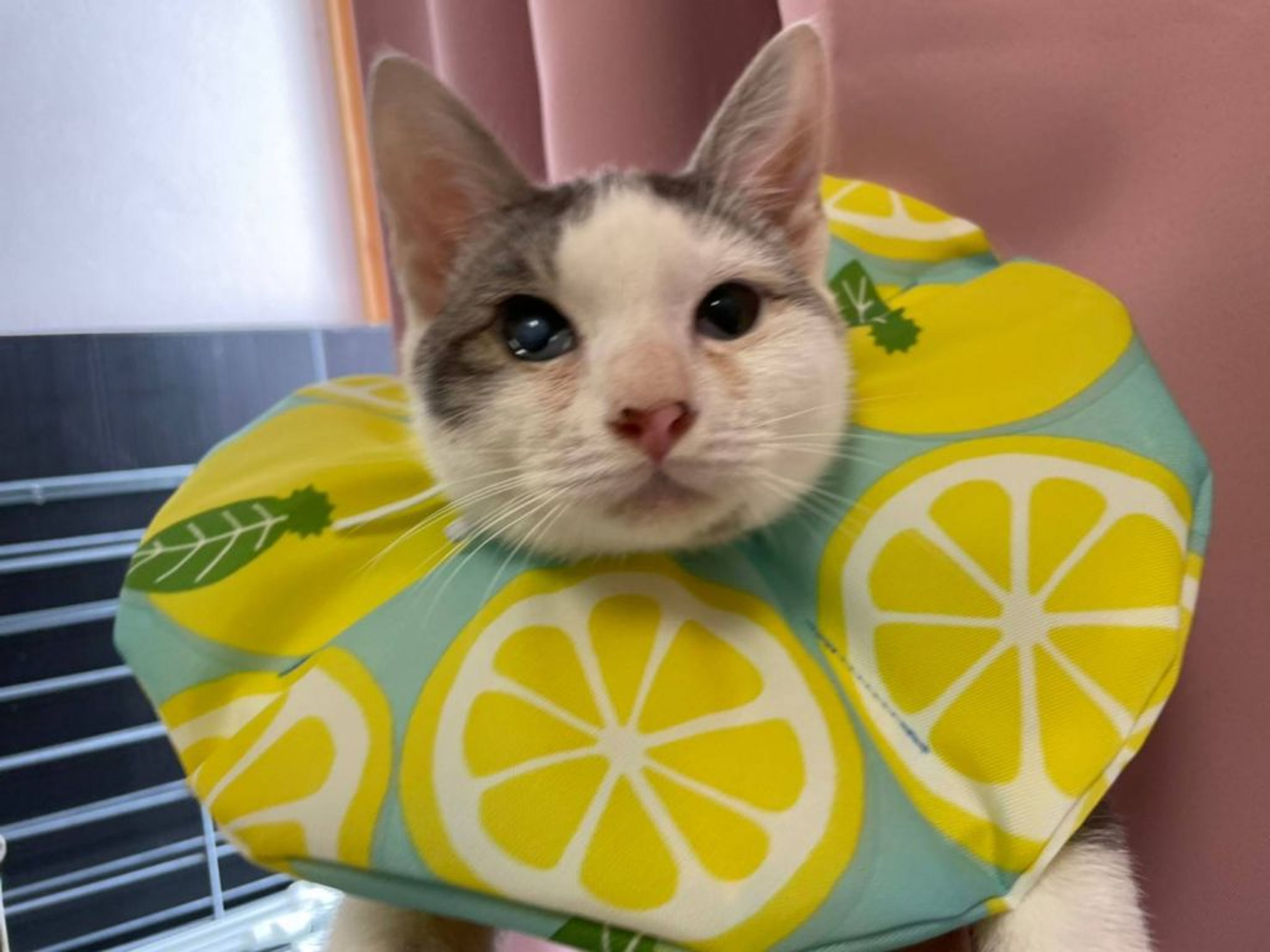 雑種（ミックス猫）・オスの里親募集の写真