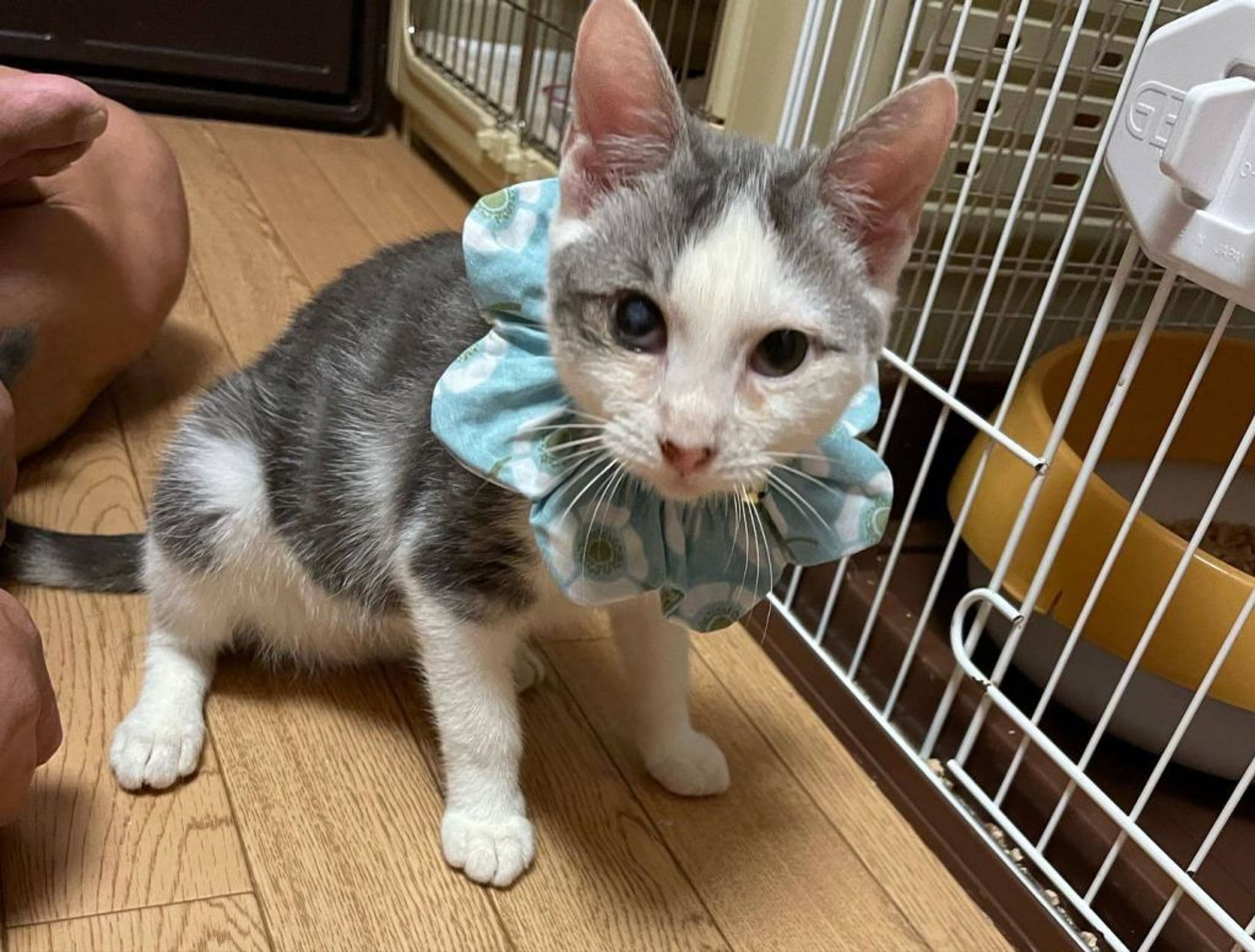 pet-image-2