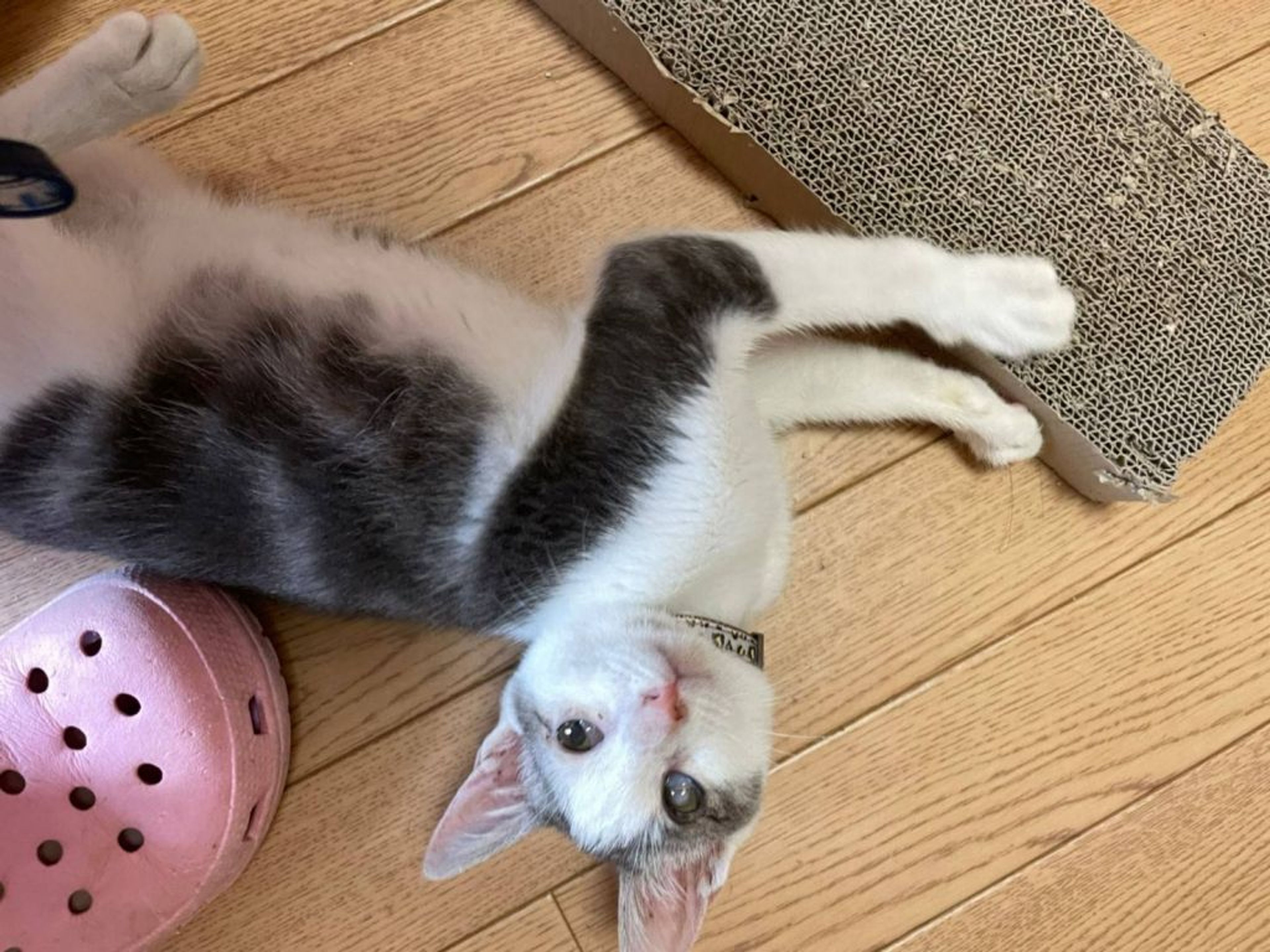 pet-image-3