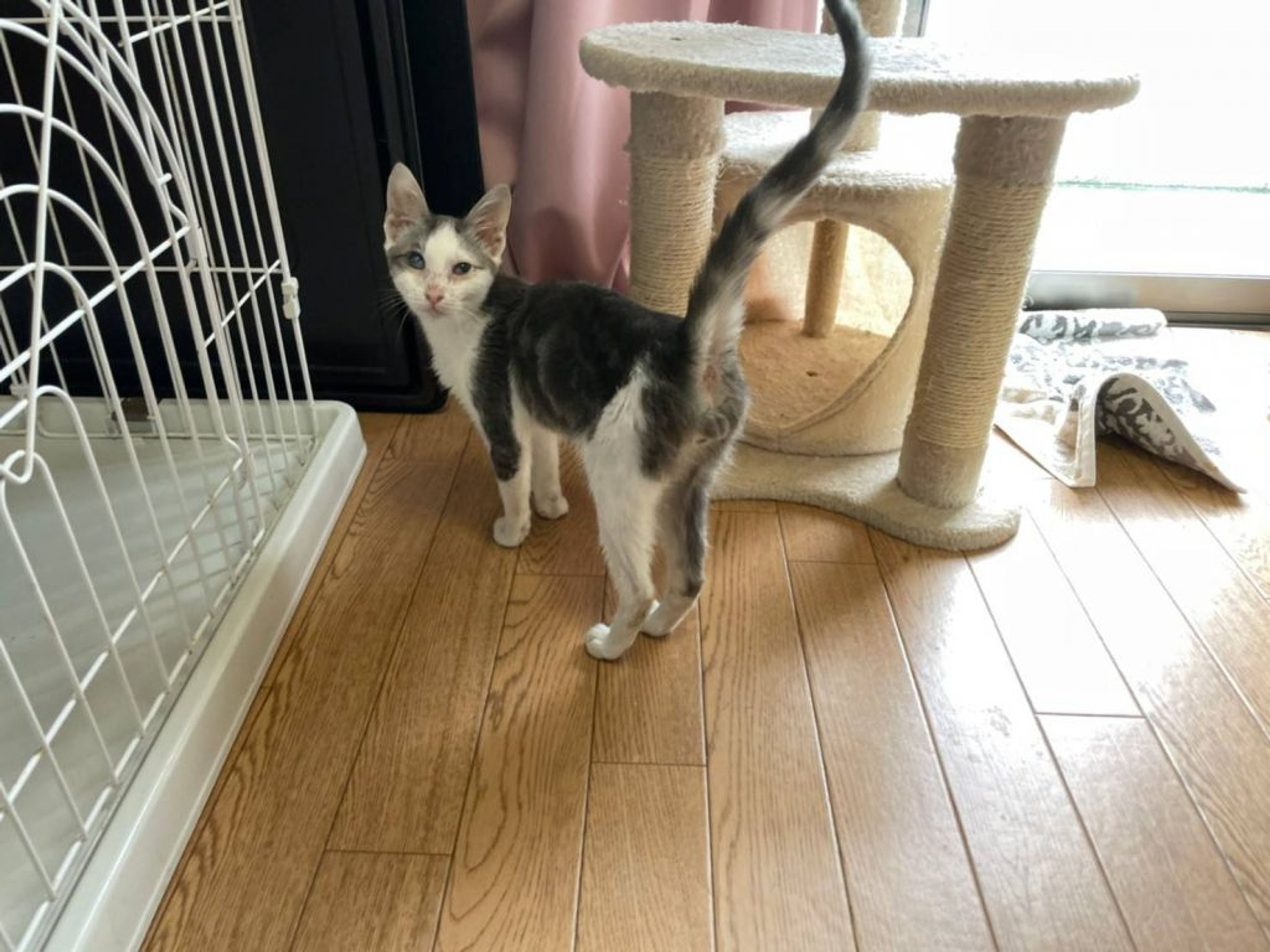 pet-image-4