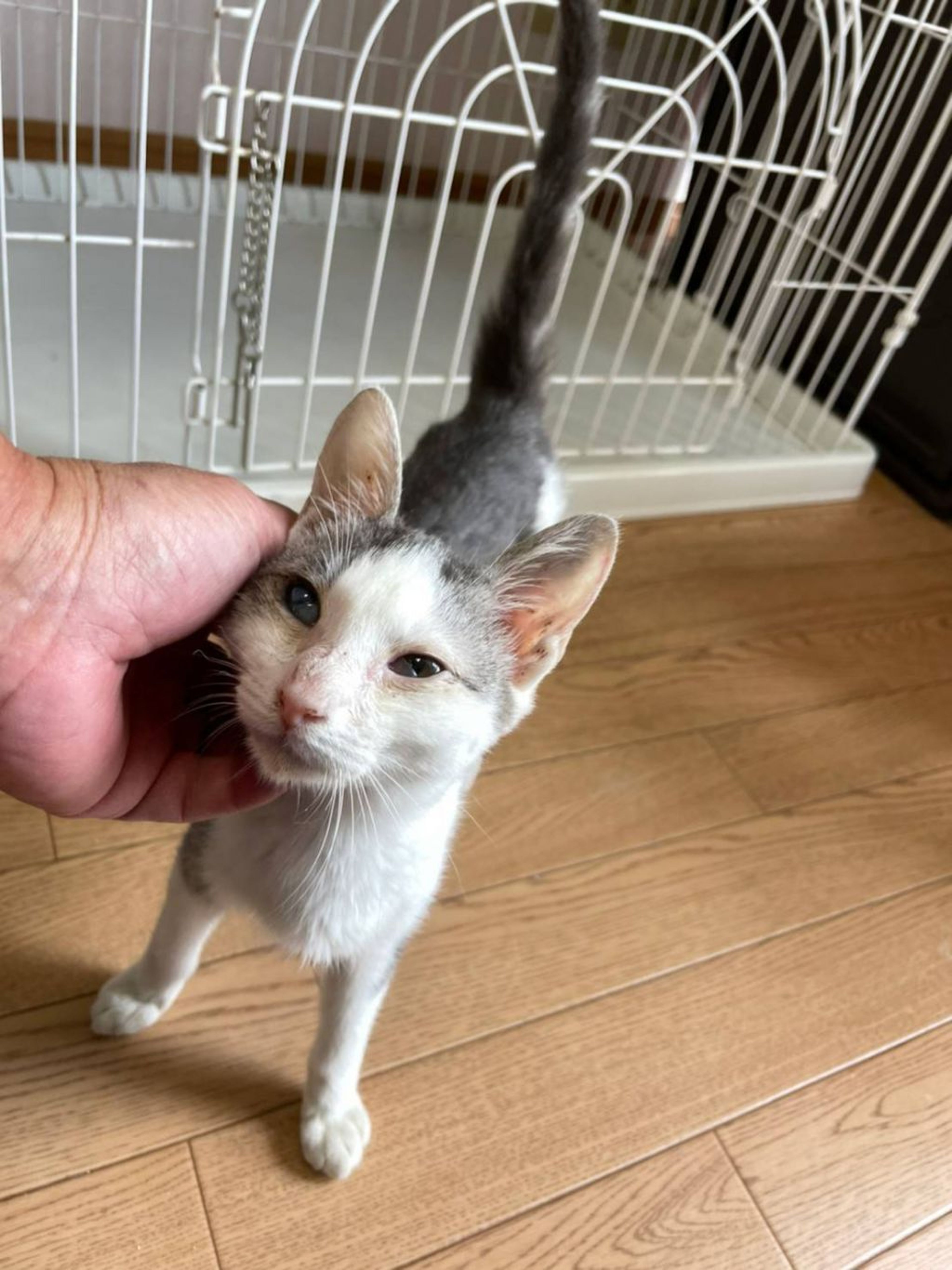 pet-image-5