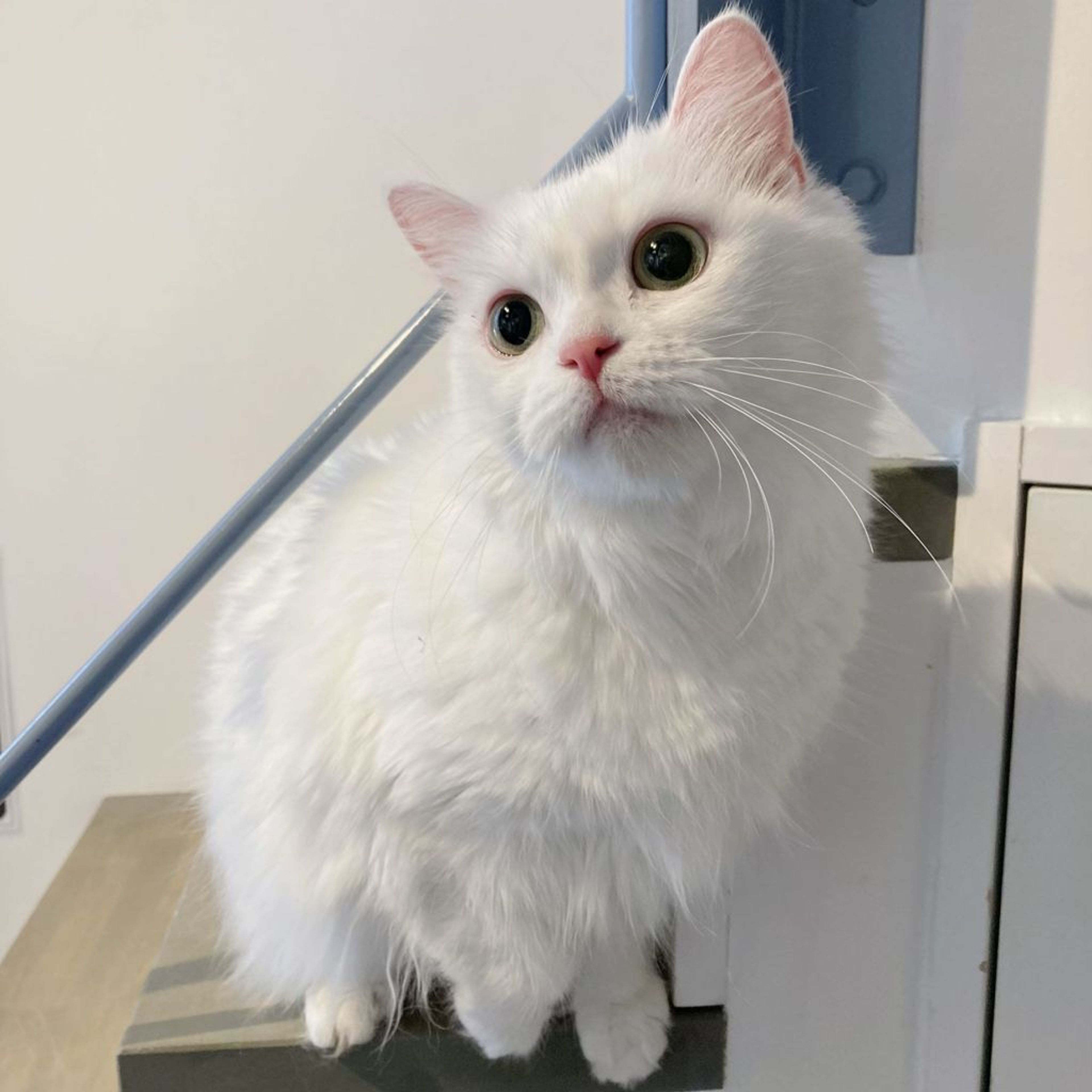 マンチカン・メスの里親募集の写真