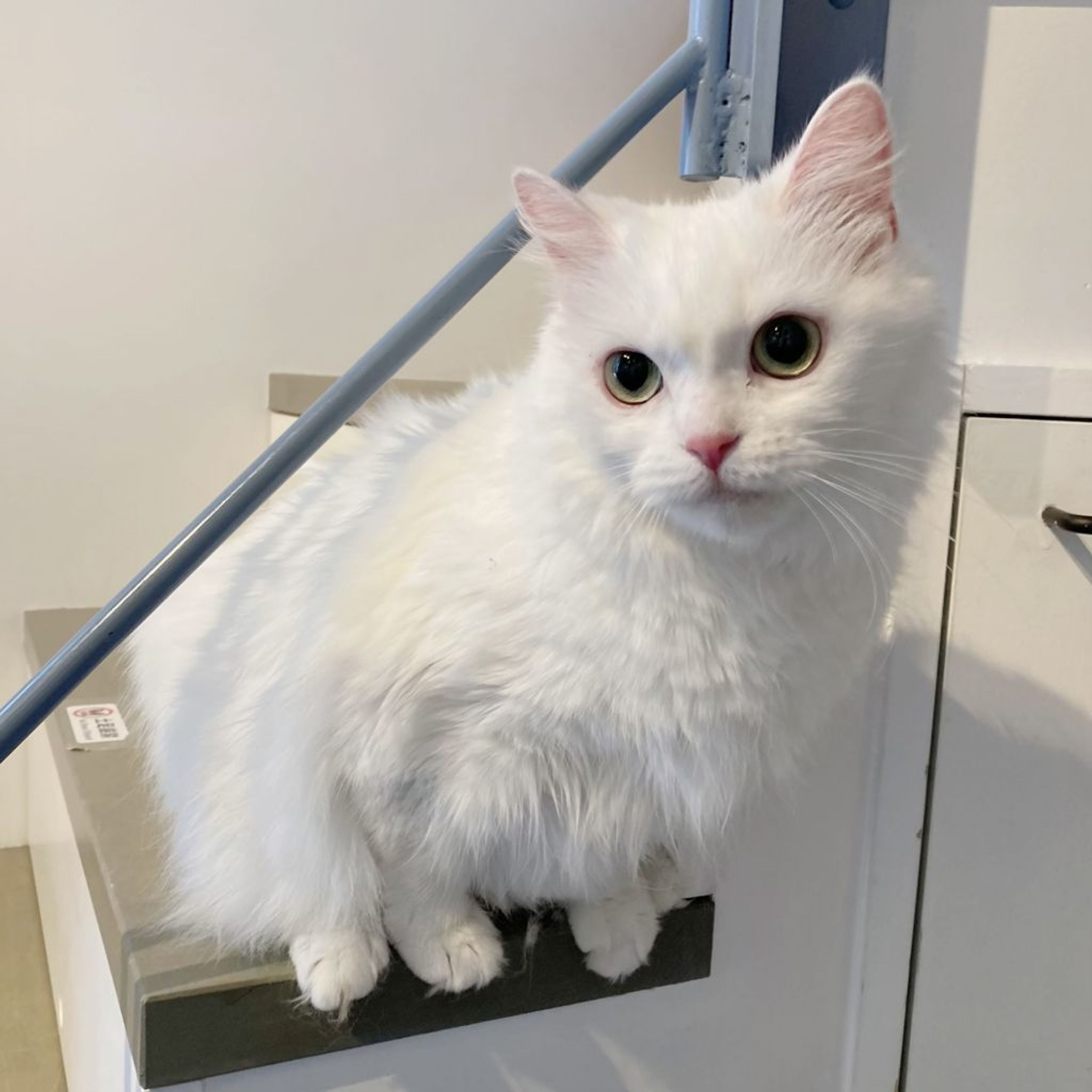 pet-image-2