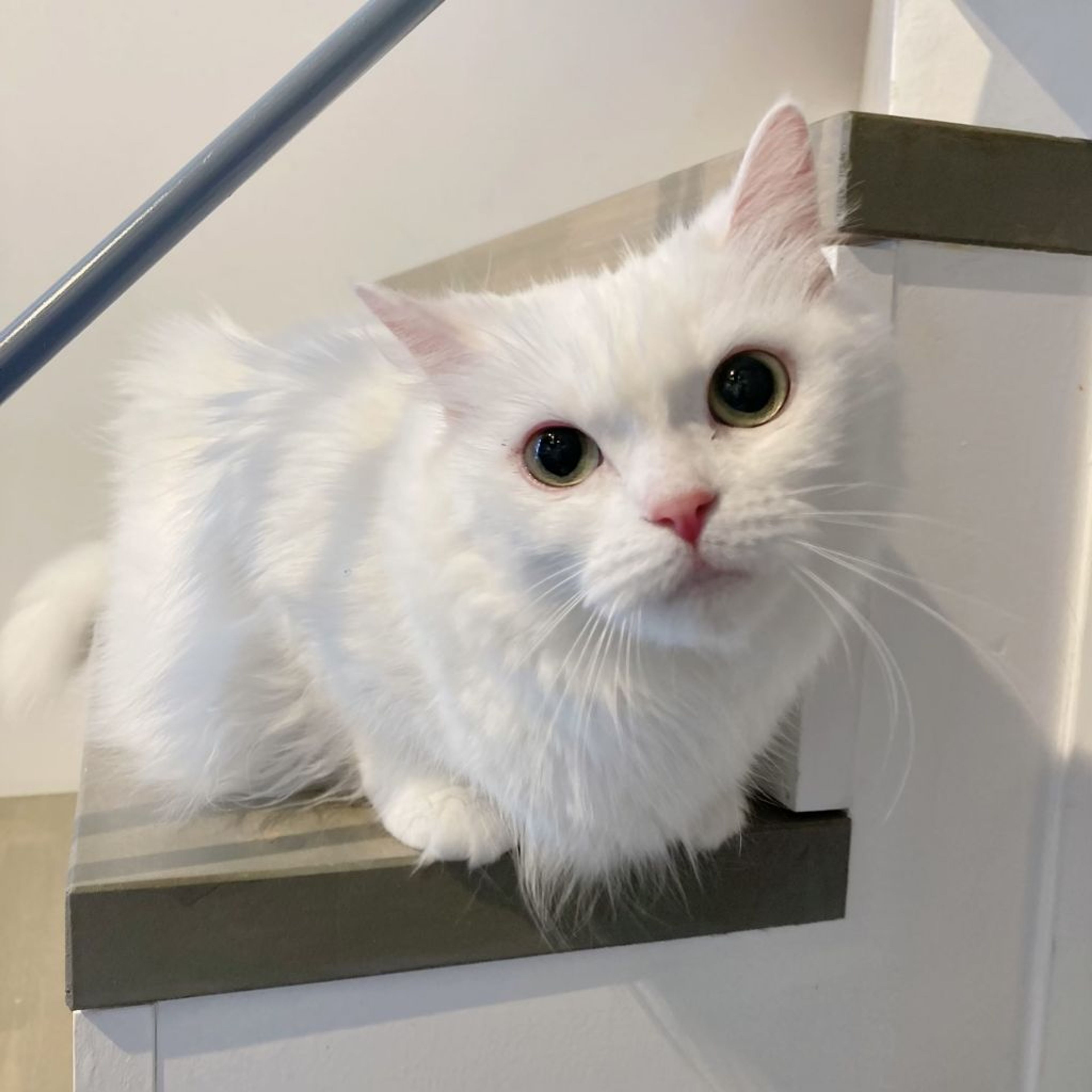 pet-image-3