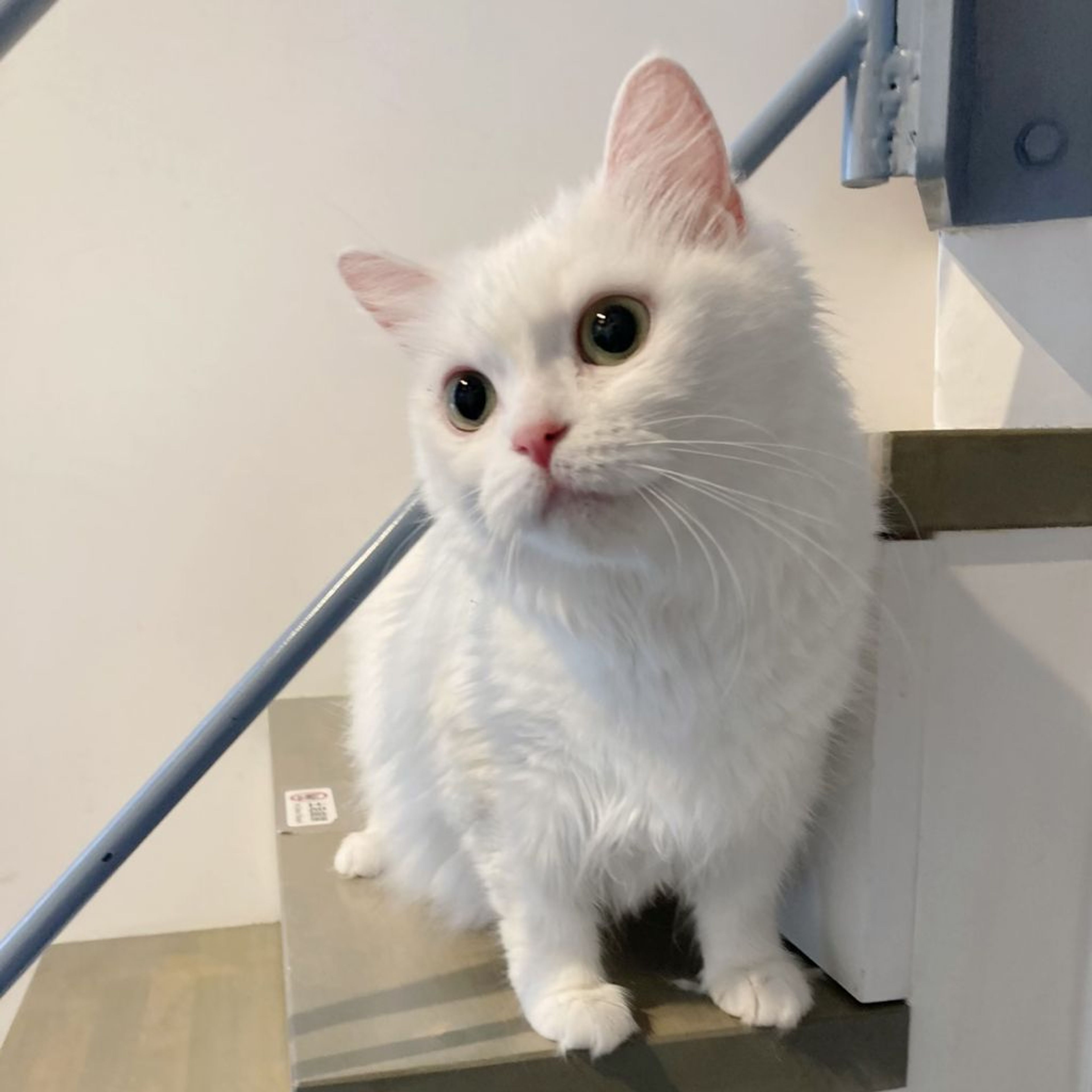 pet-image-4