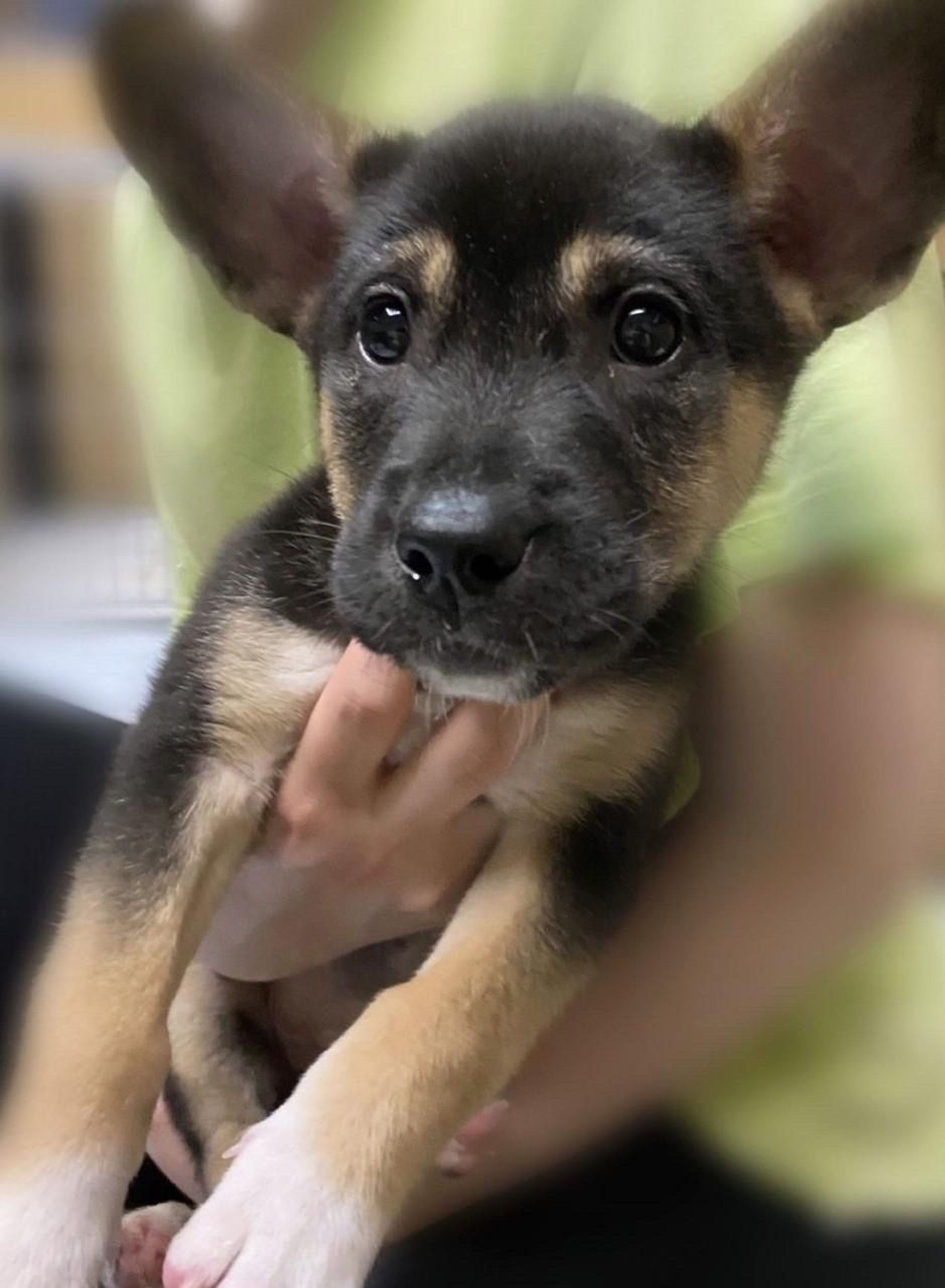 雑種（ミックス犬）・オスの里親募集の写真
