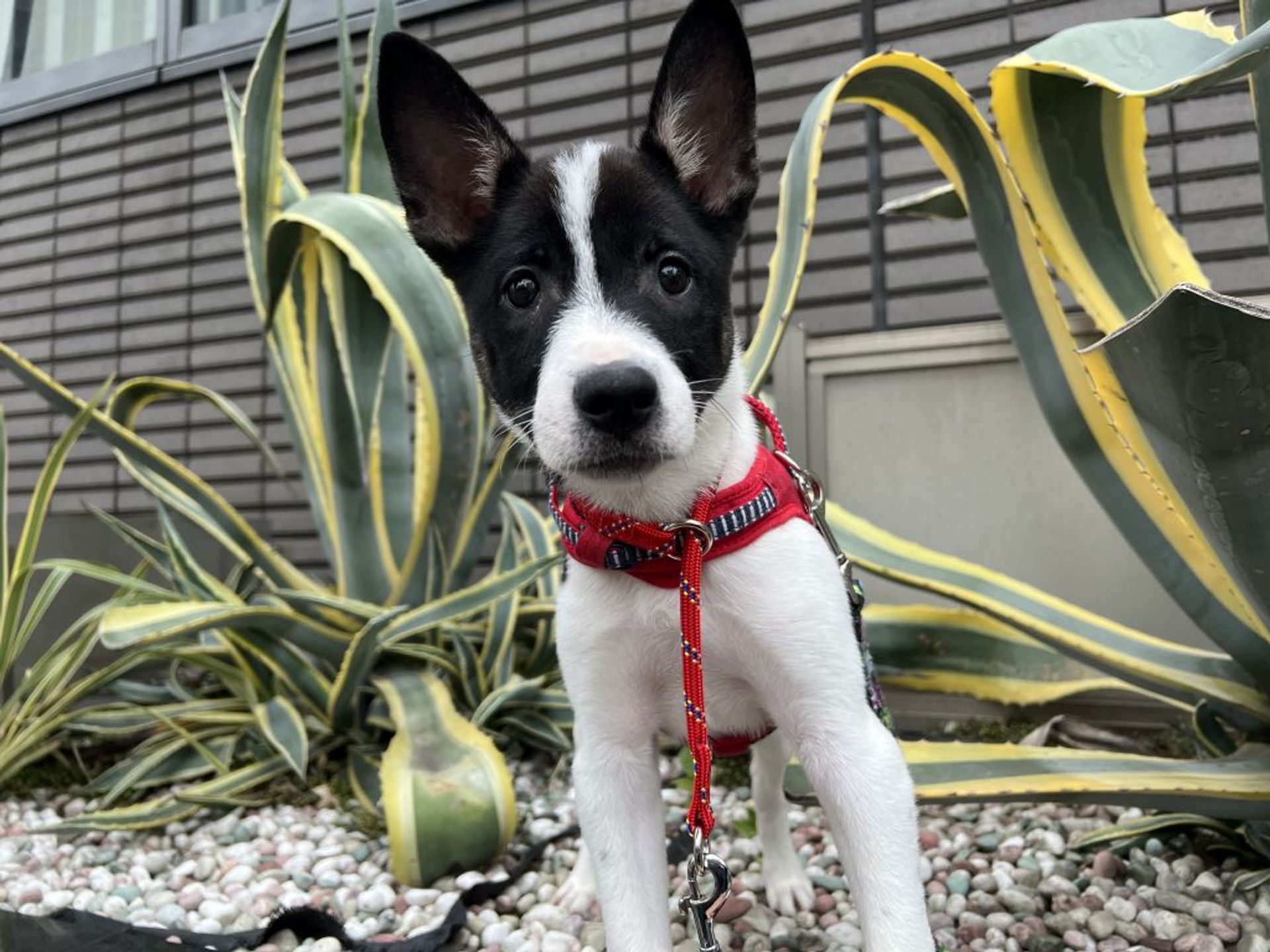 雑種（ミックス犬）・オスの里親募集の写真