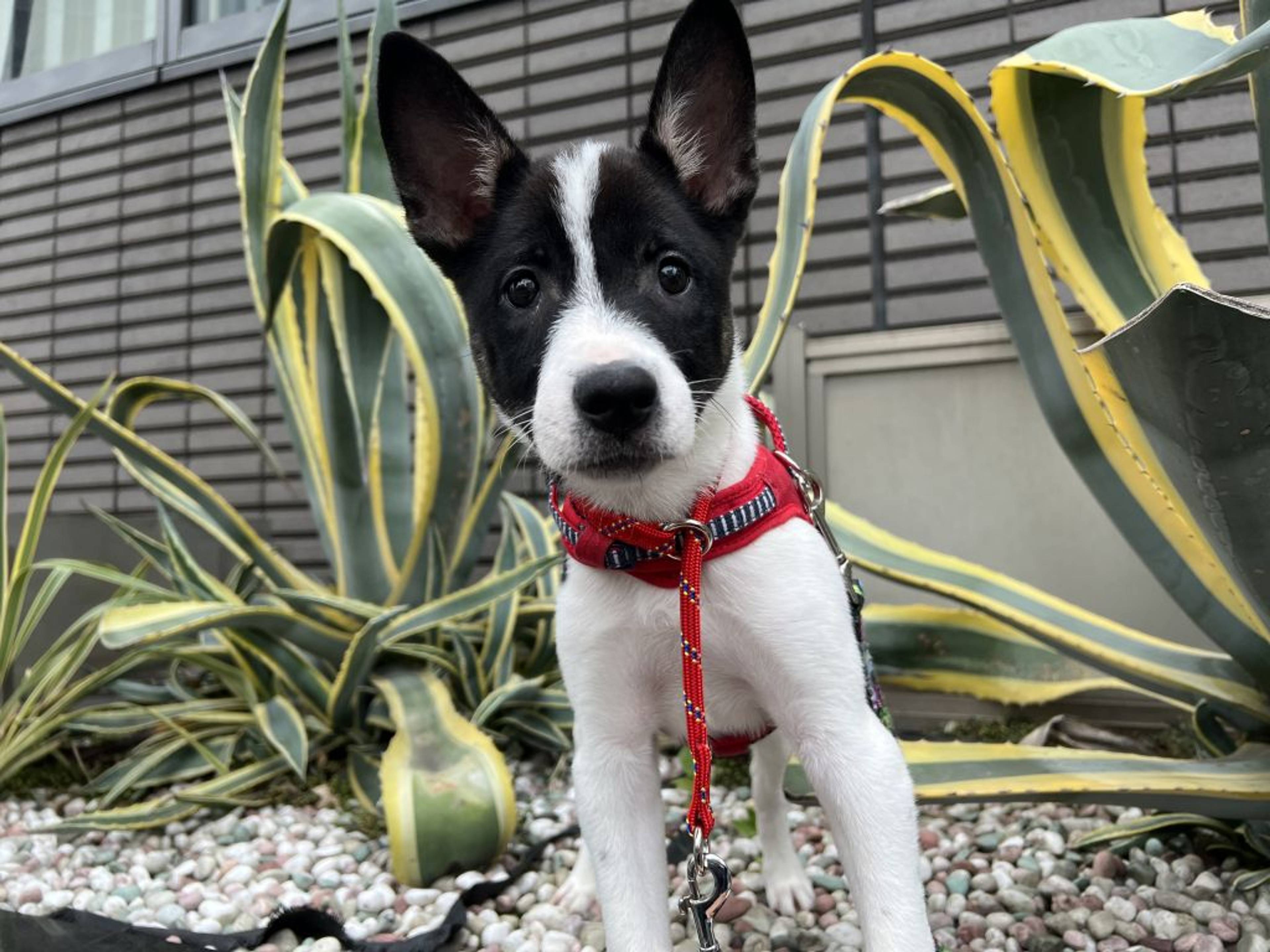 雑種（ミックス犬）・オスの里親募集の写真