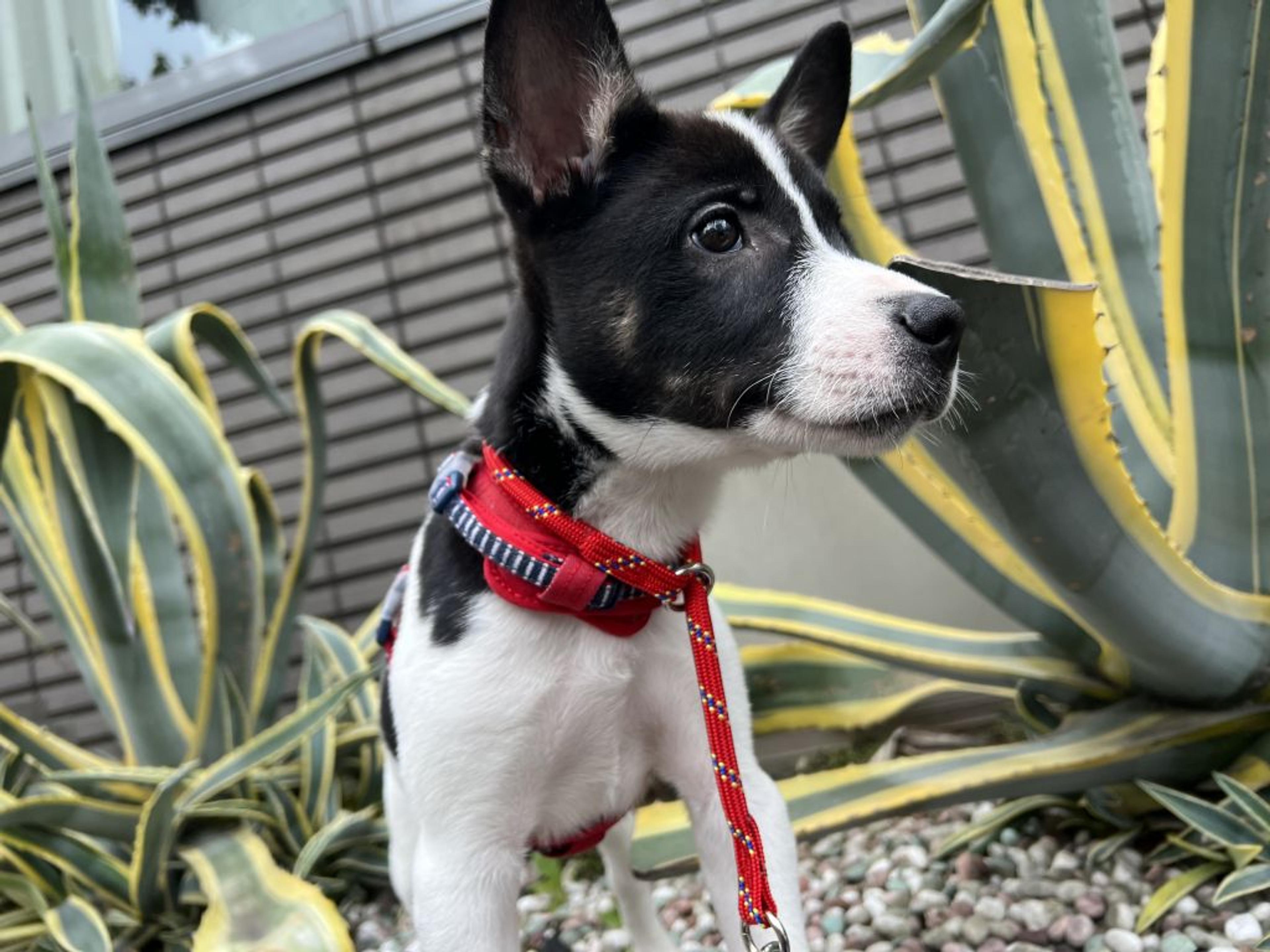 pet-image-2