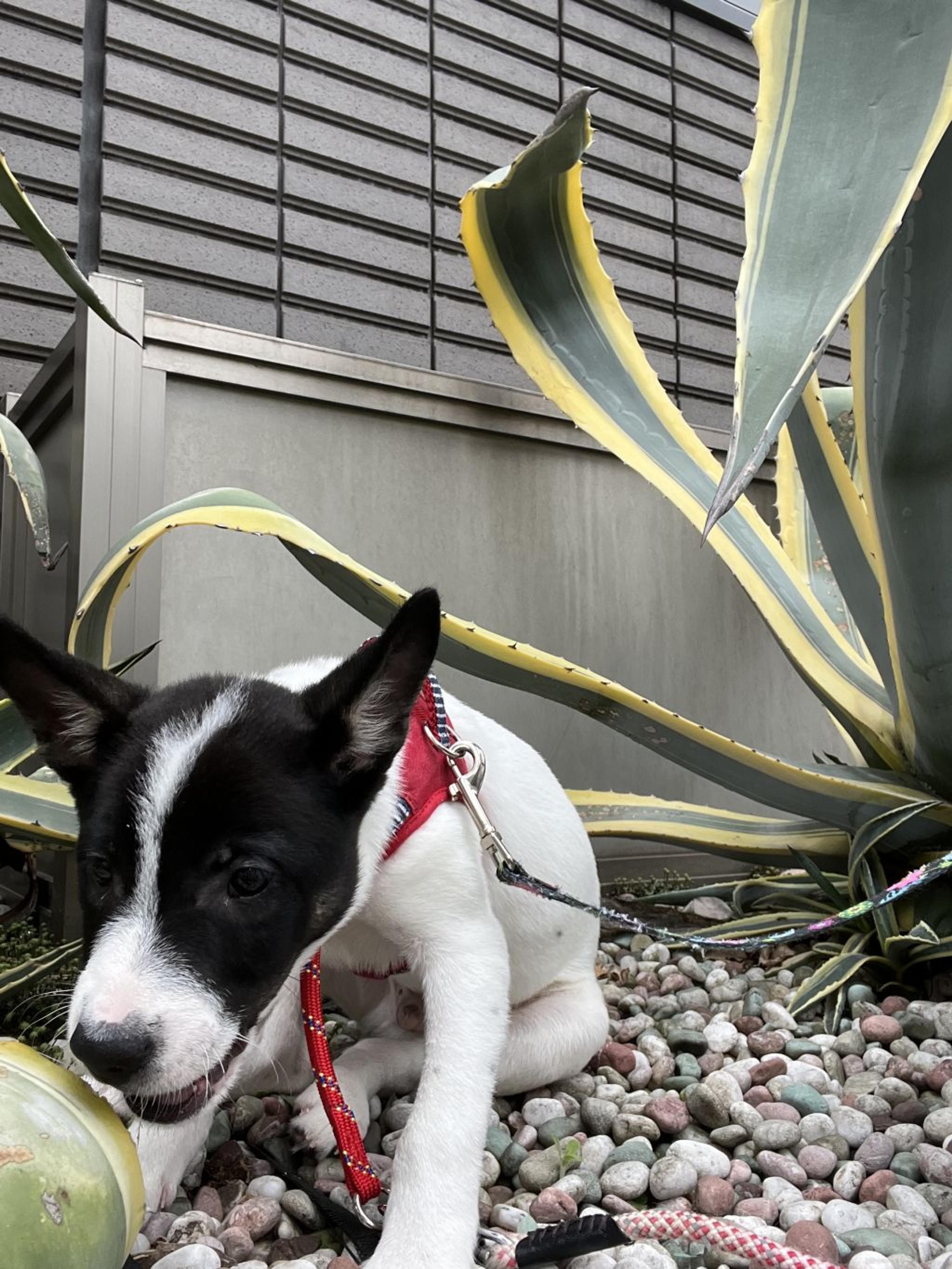 pet-image-3