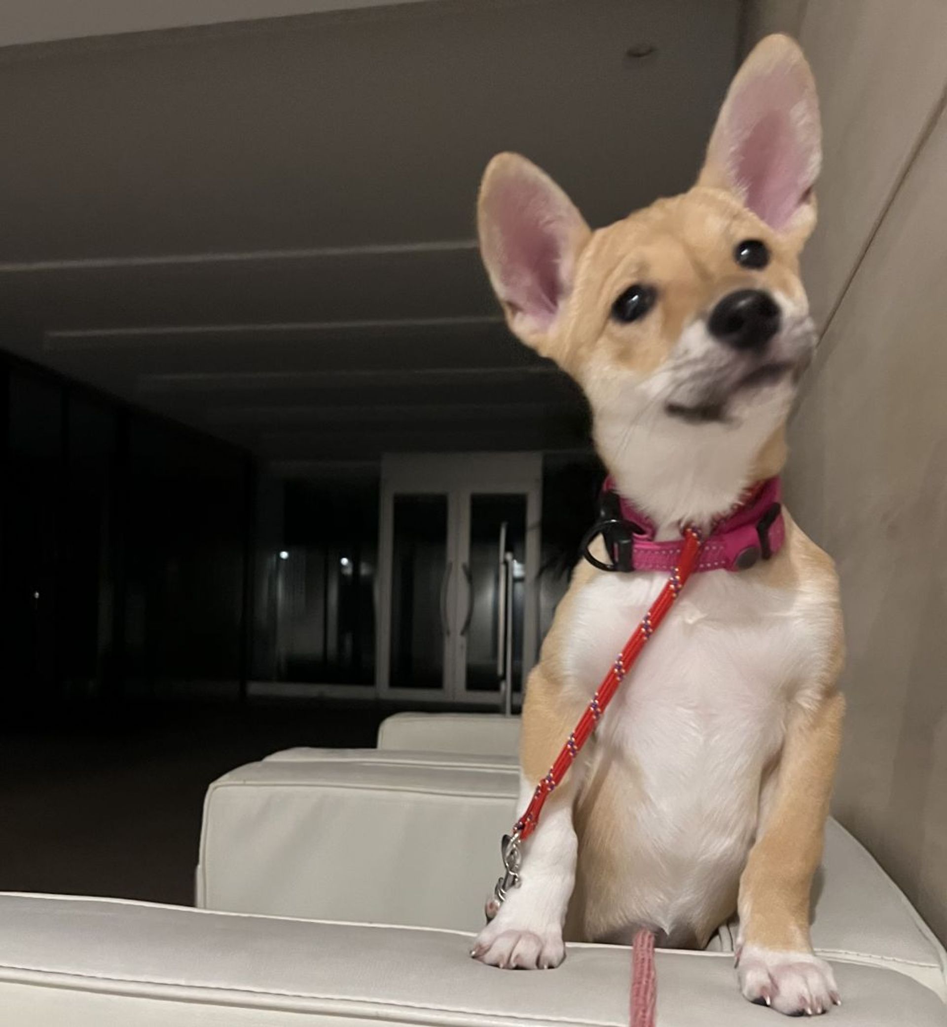 雑種（ミックス犬）・メスの里親募集の写真