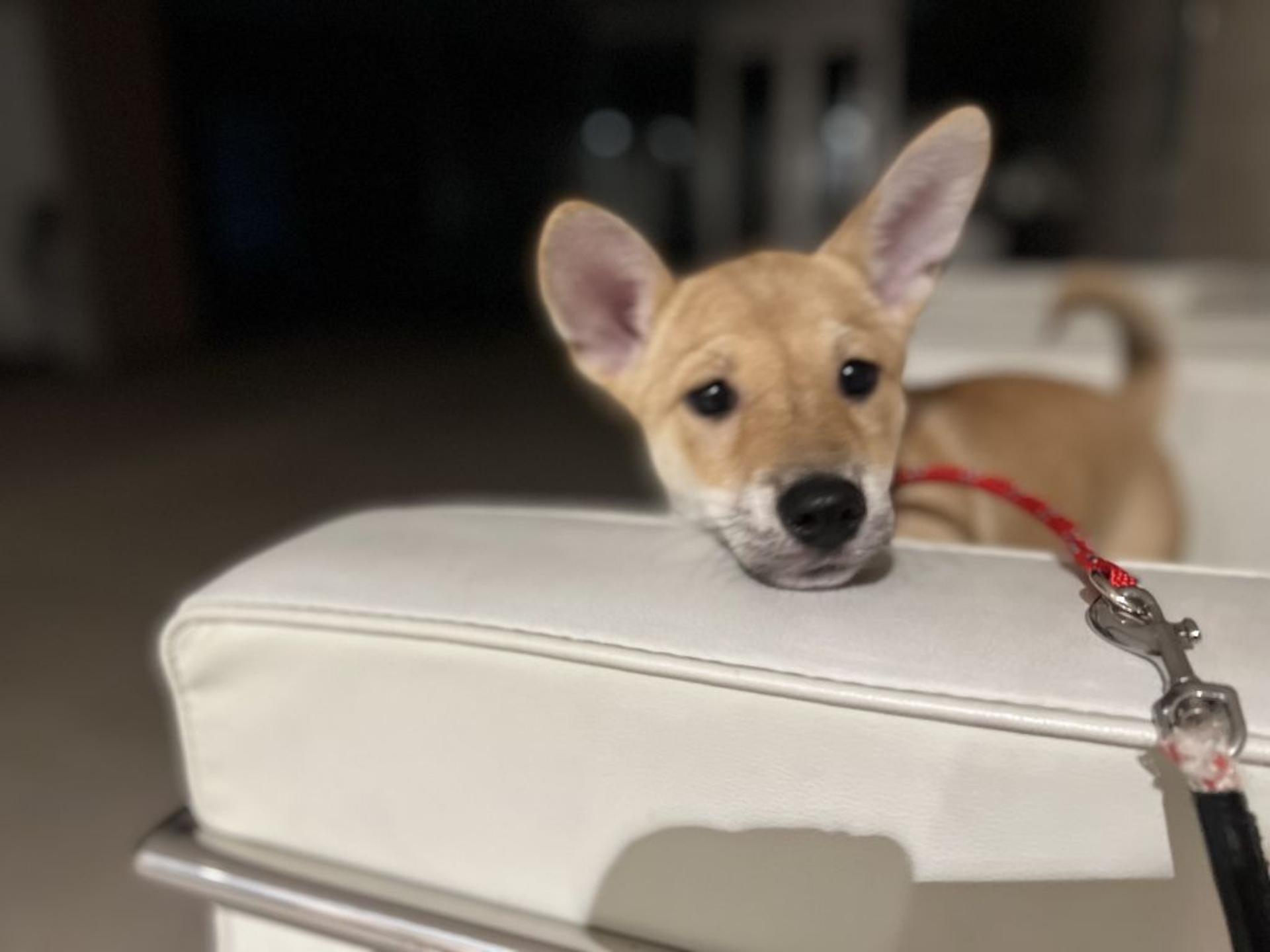 pet-image-2