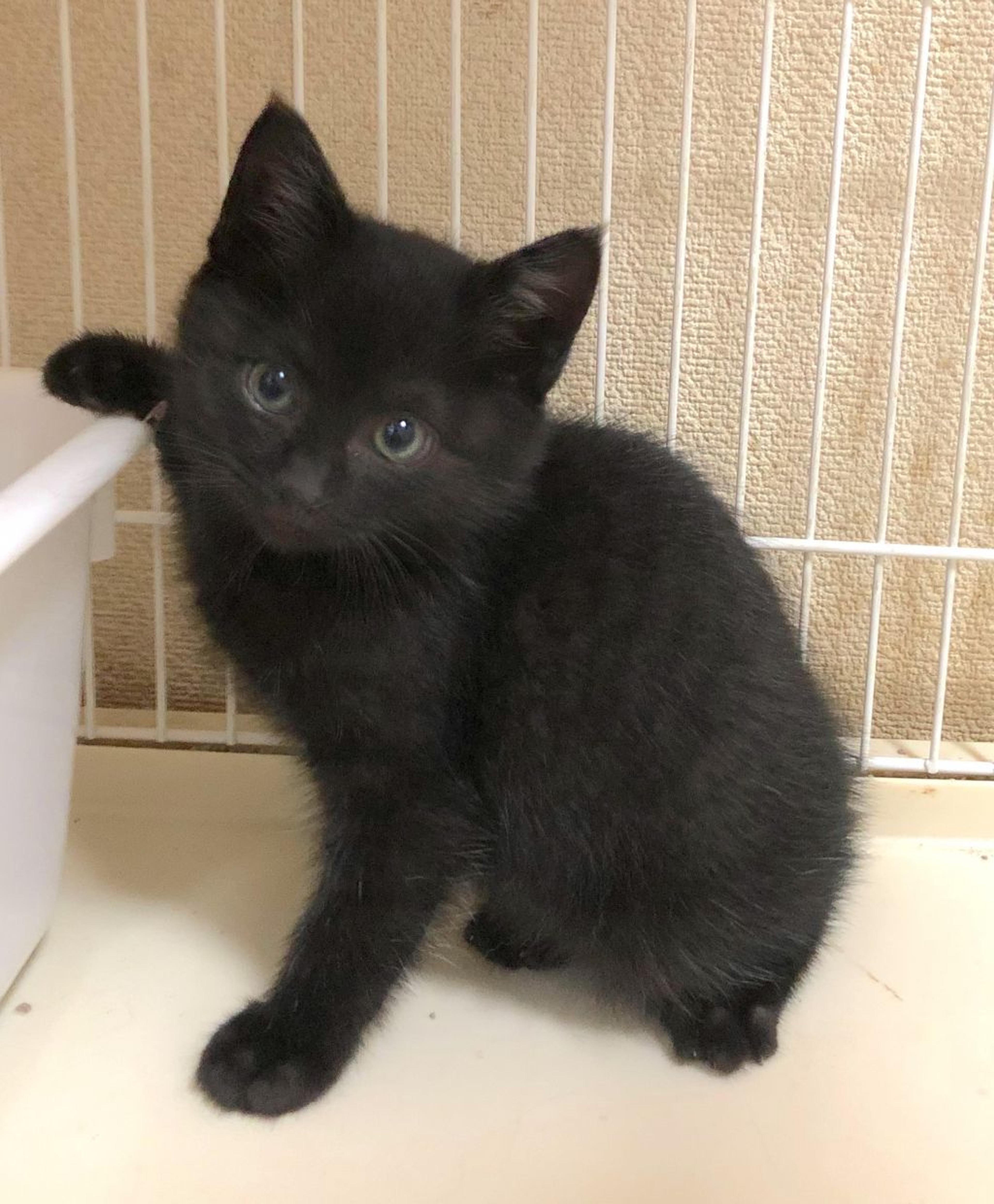 pet-image-2