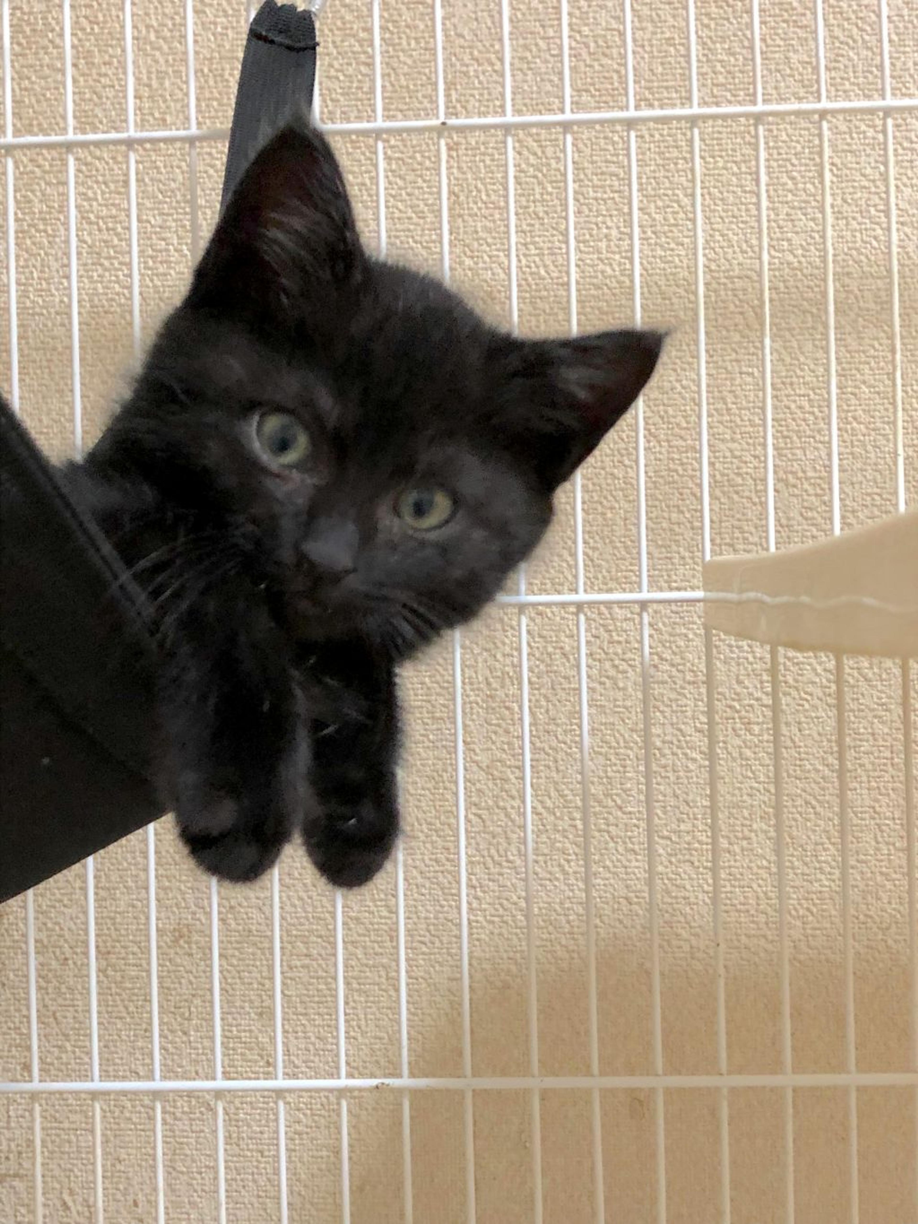 pet-image-3