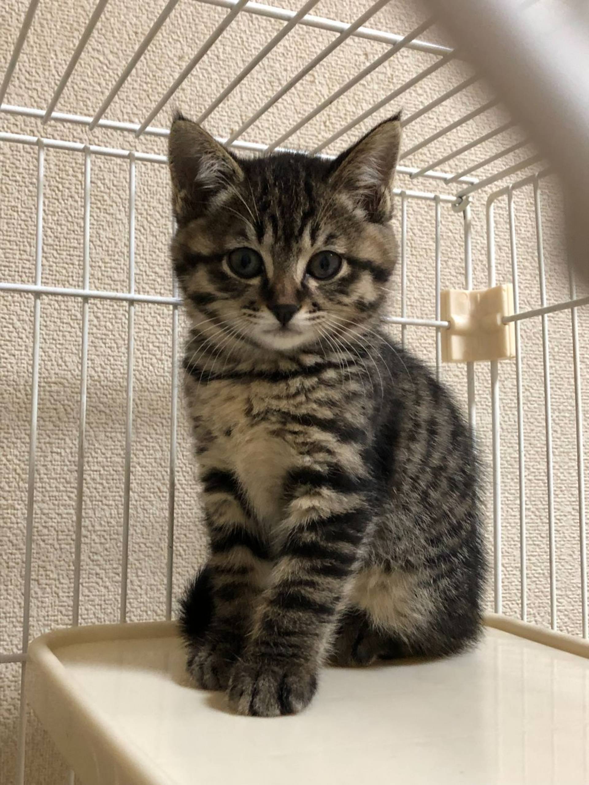雑種（ミックス猫）・メスの里親募集の写真