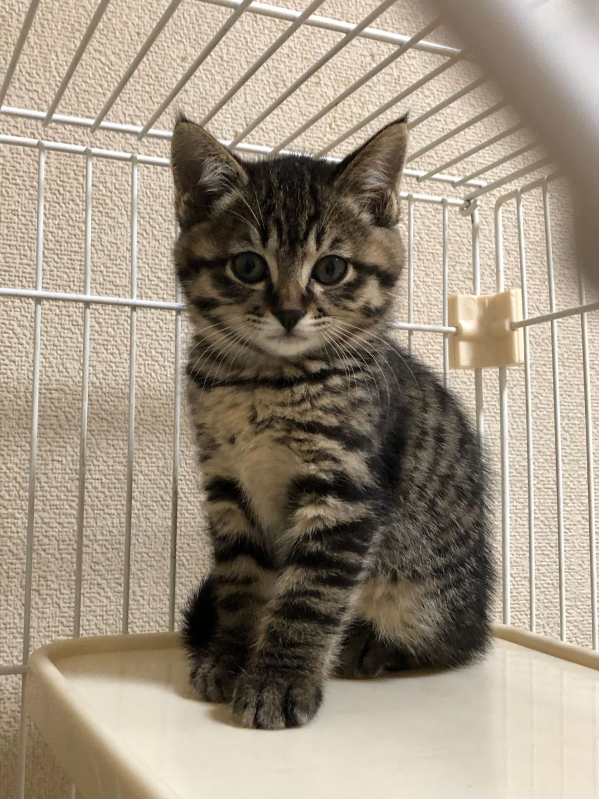雑種（ミックス猫）・メスの里親募集の写真