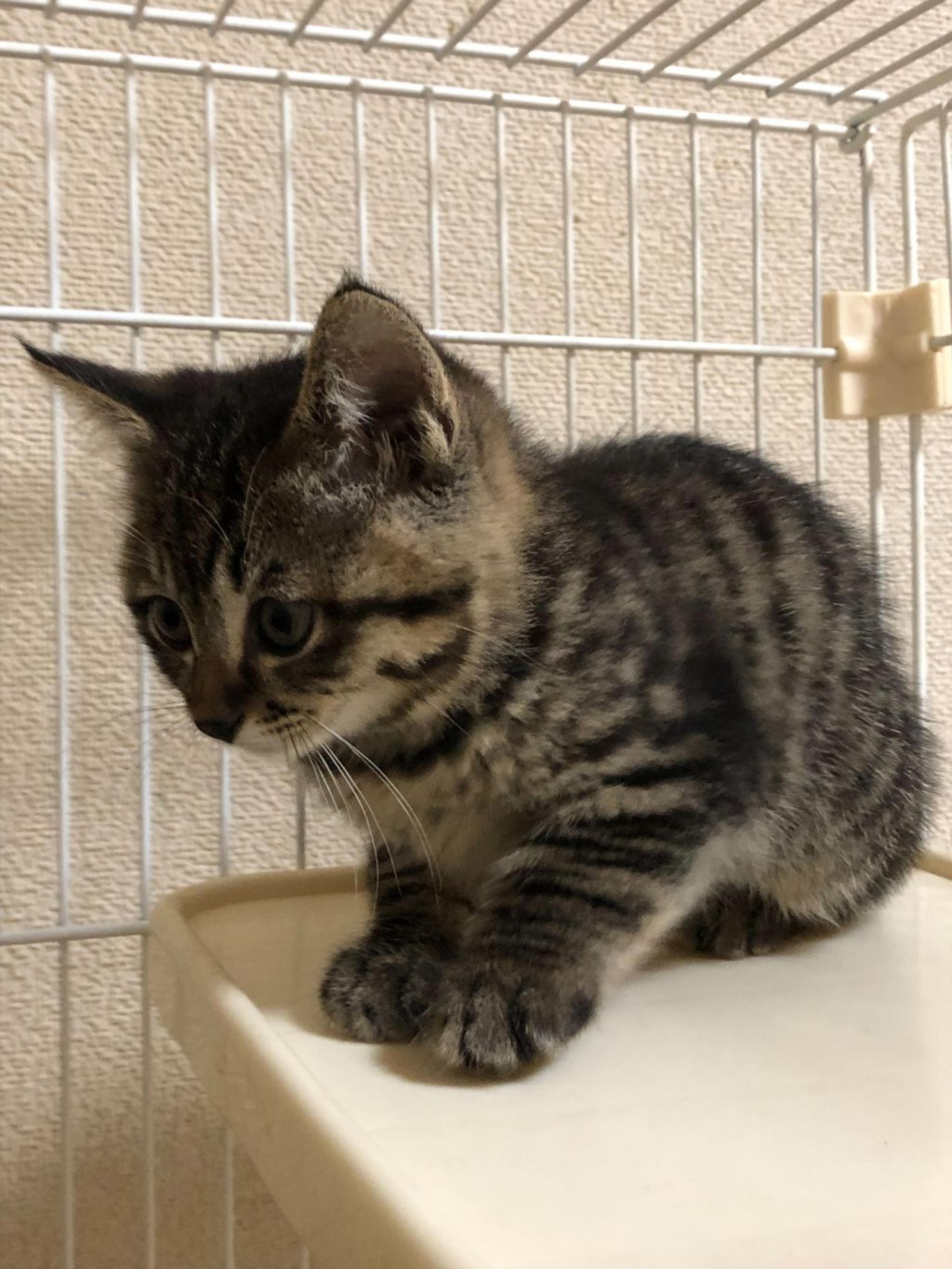 pet-image-4