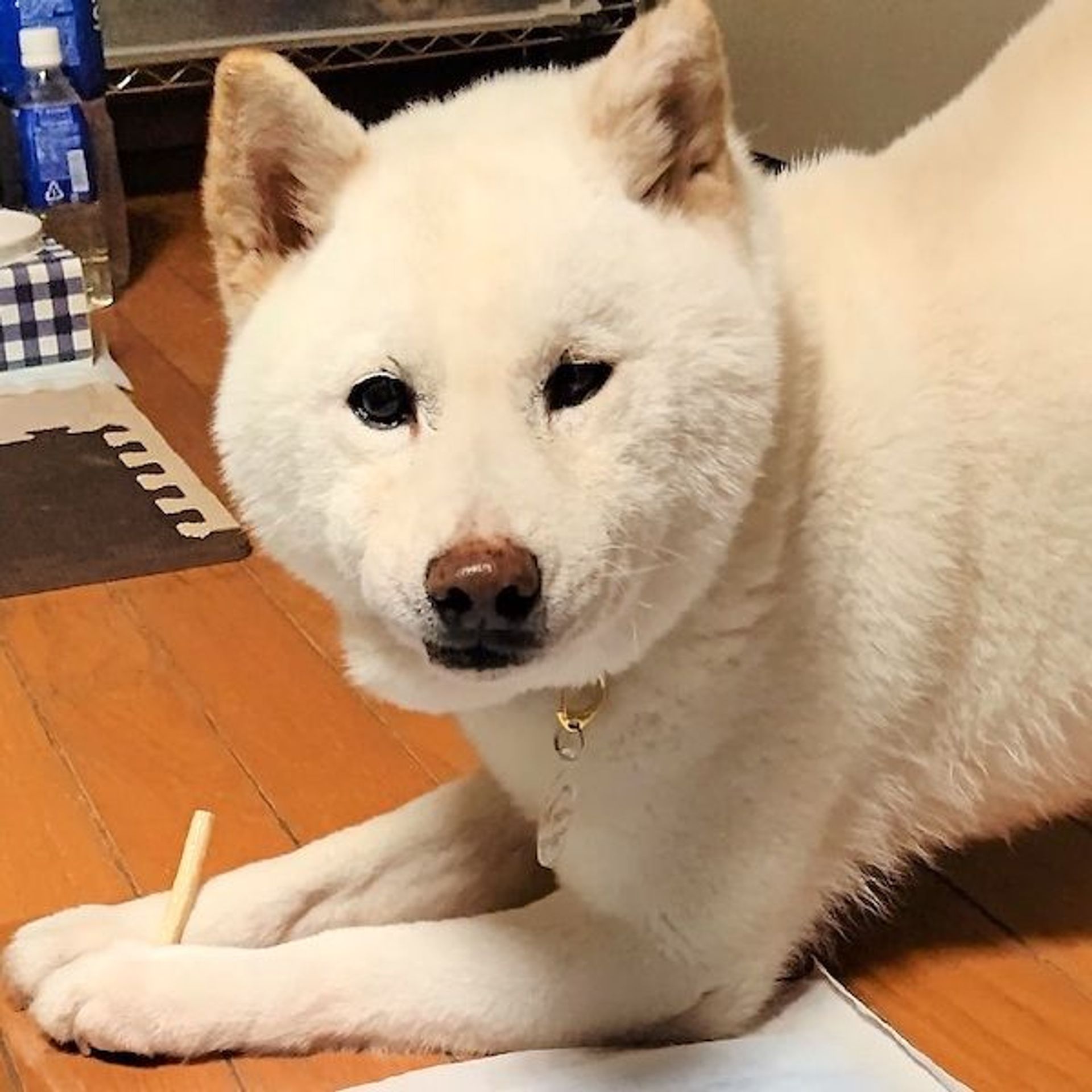 柴犬・オスの里親募集の写真