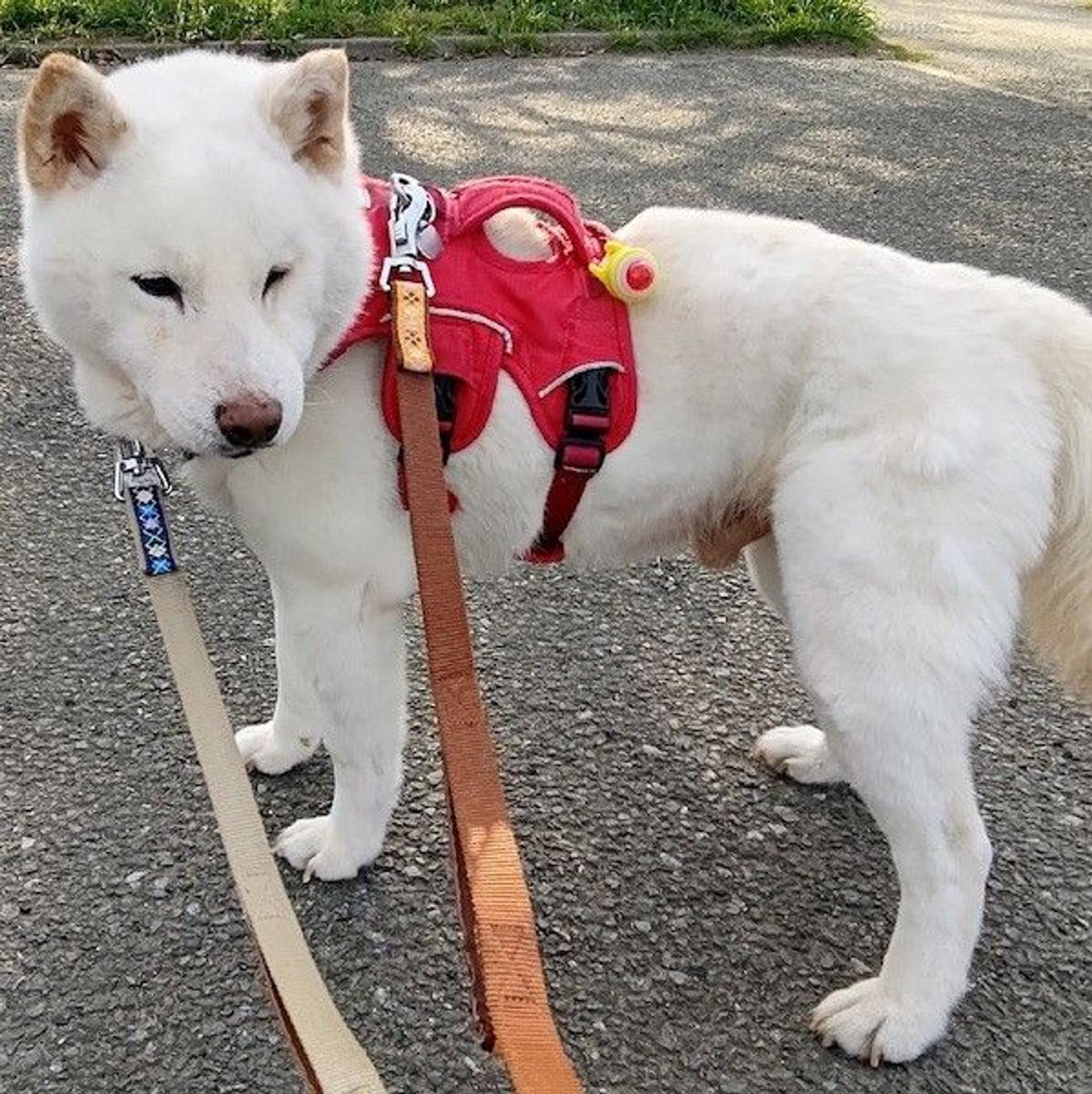 pet-image-4
