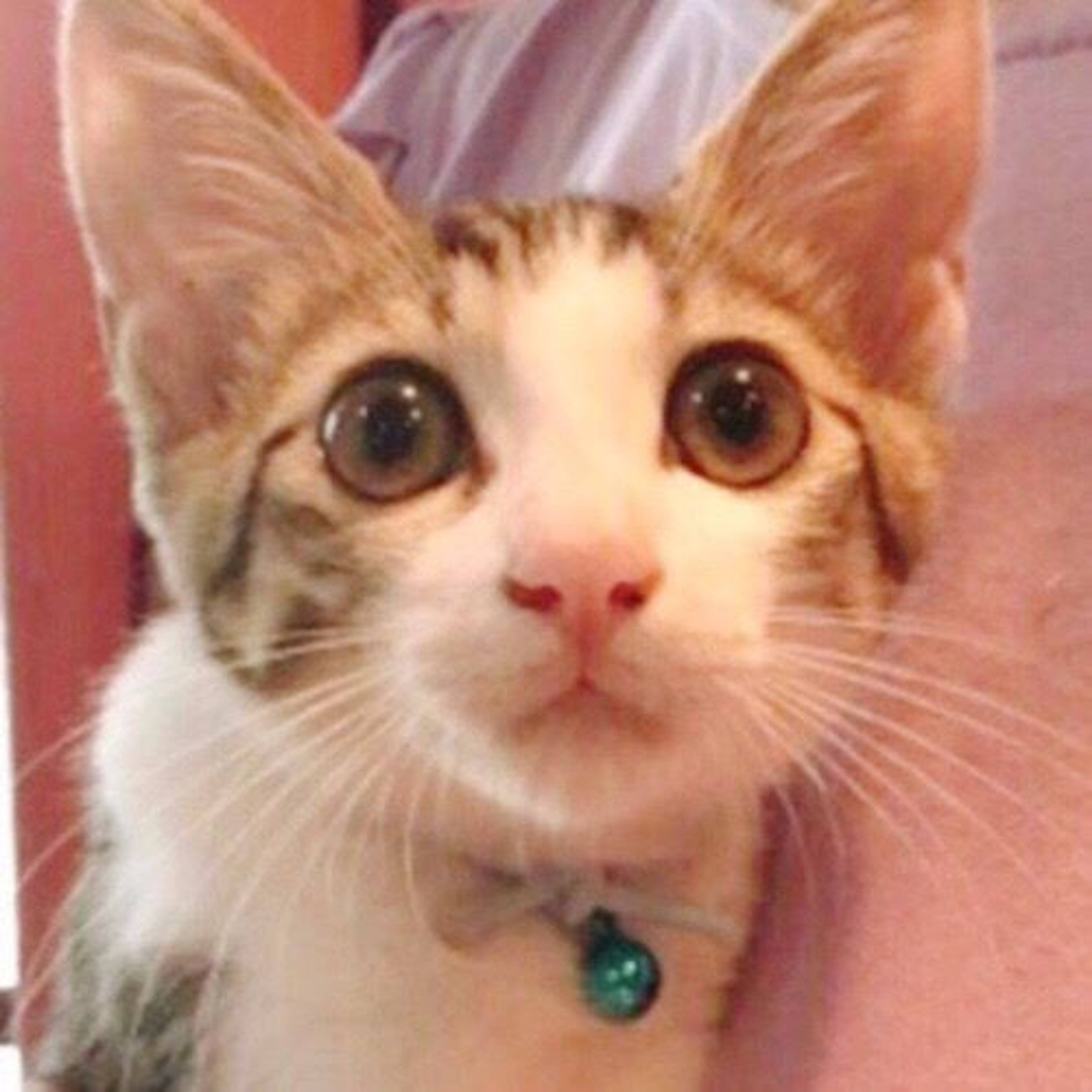 雑種（ミックス猫）・オスの里親募集の写真