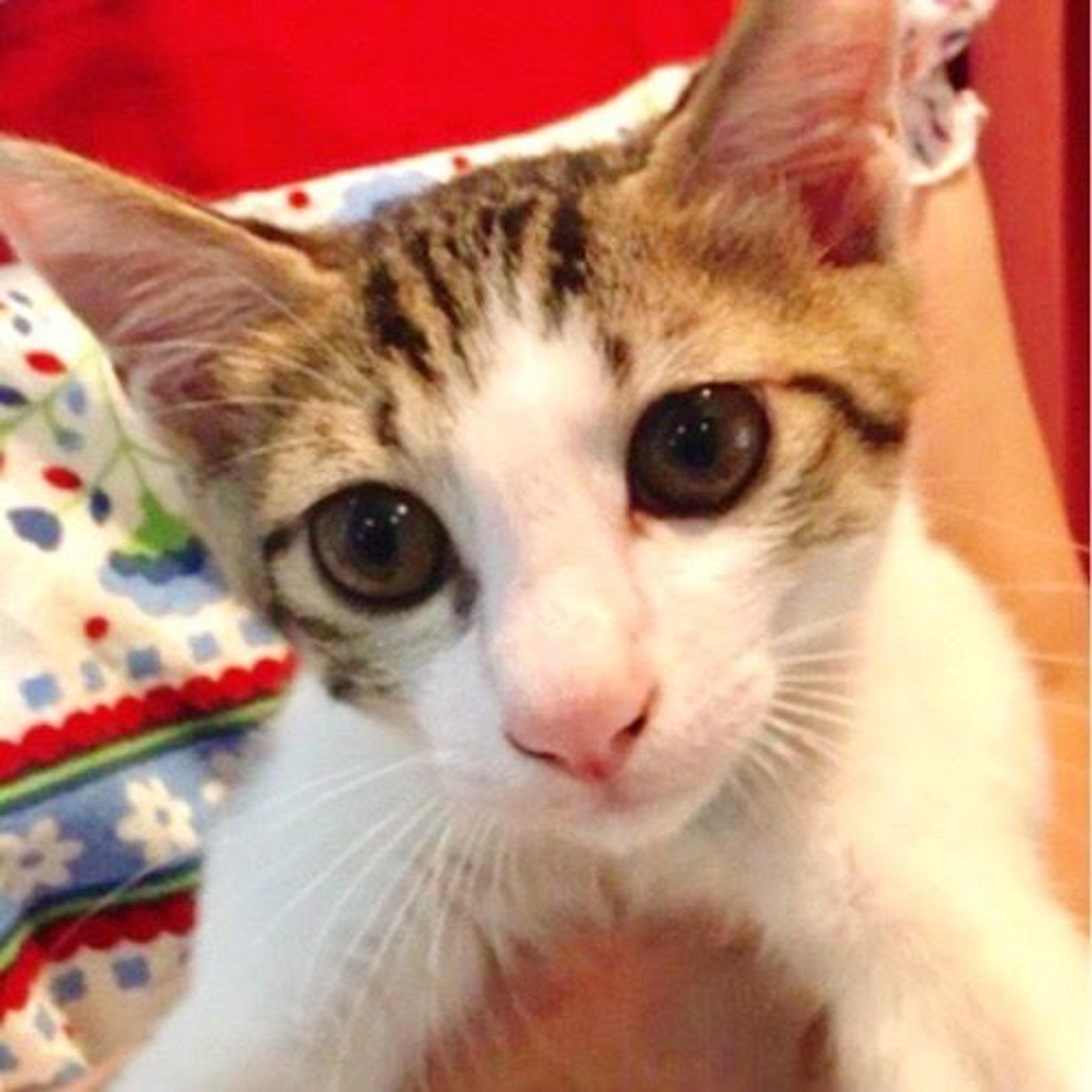 pet-image-3