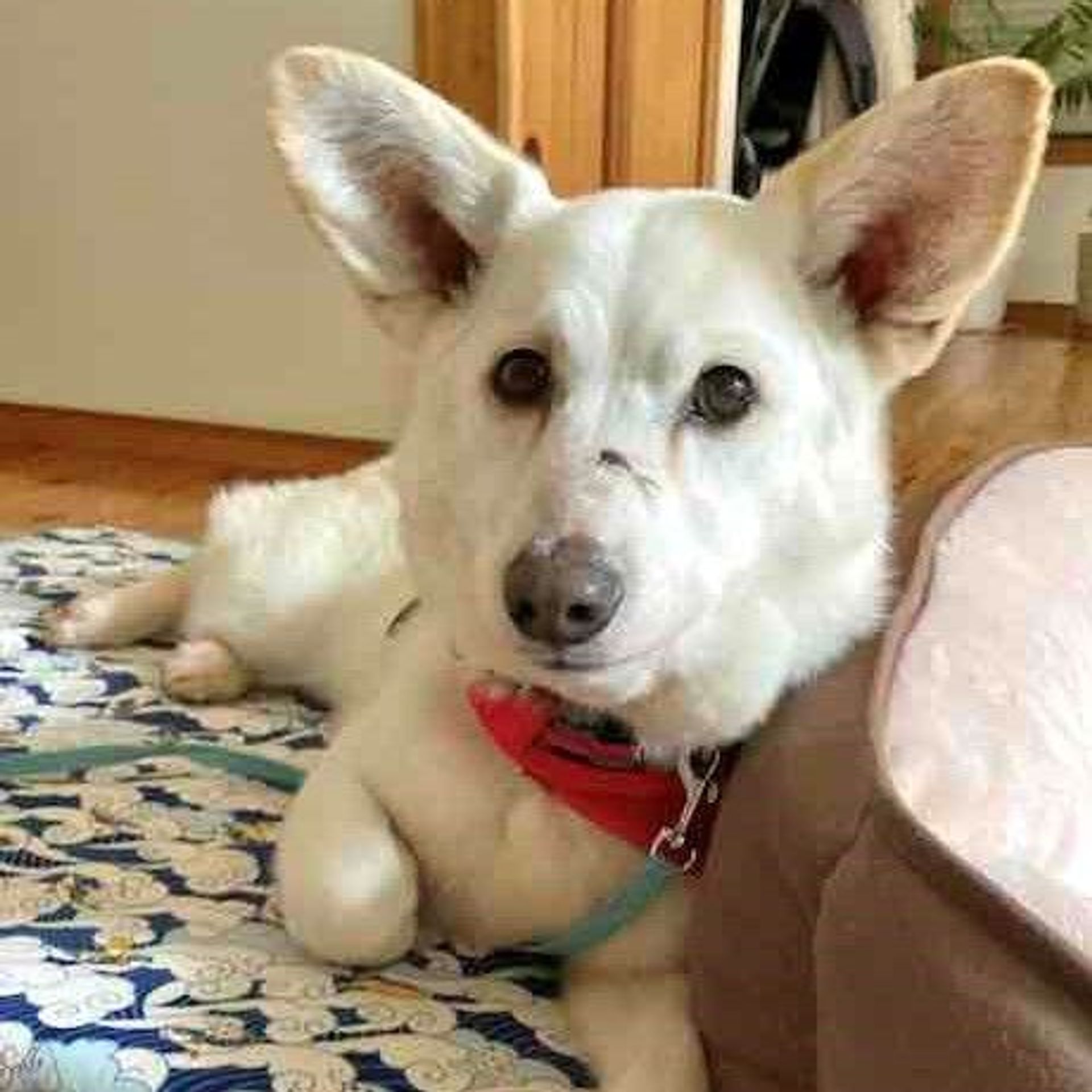 雑種（ミックス犬）・メスの里親募集の写真