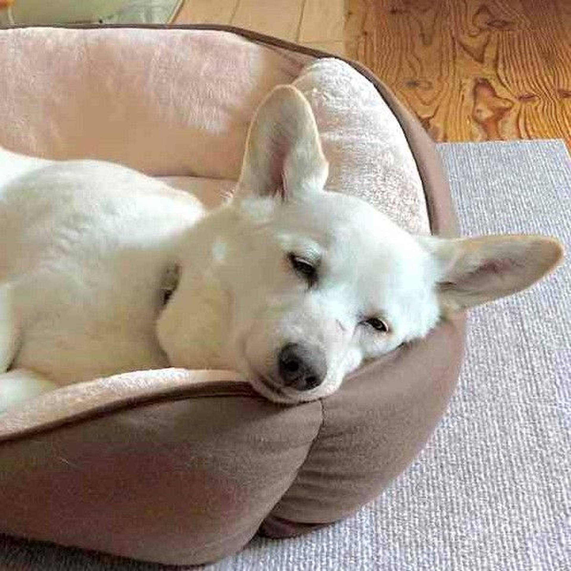 pet-image-4