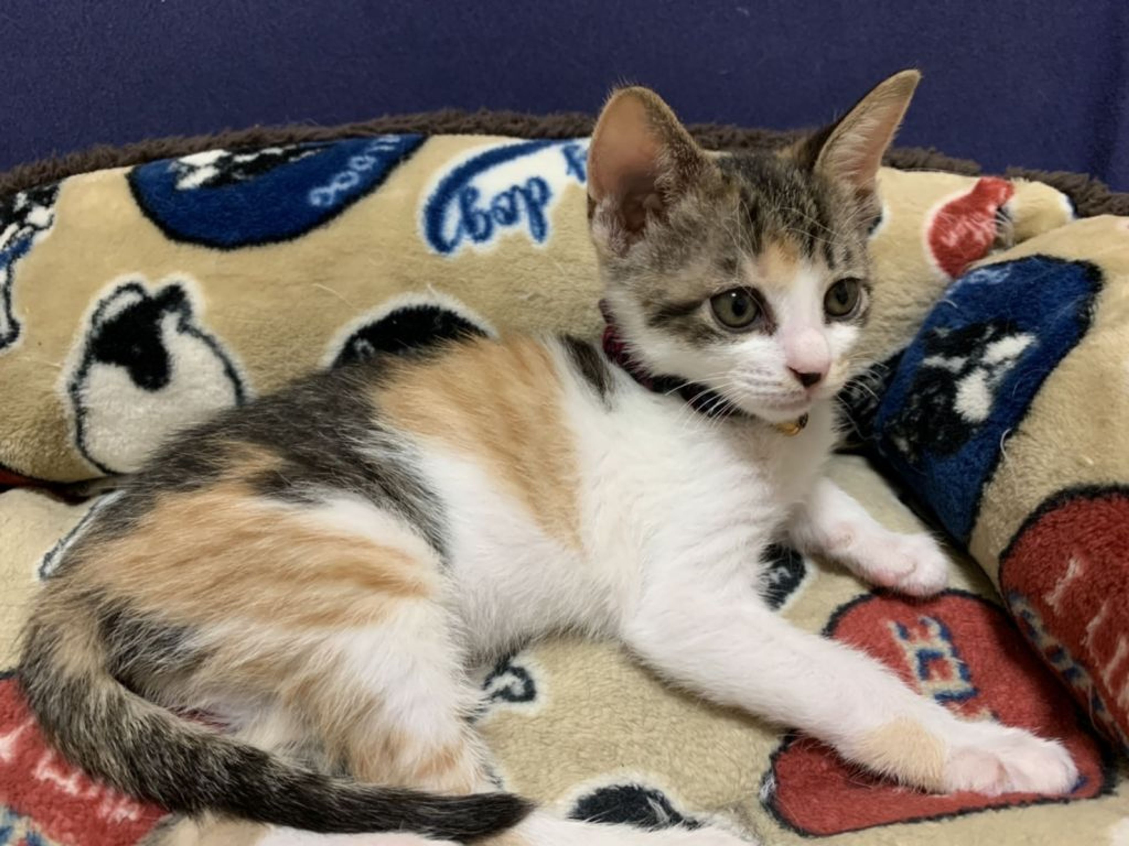 雑種（ミックス猫）・メスの里親募集の写真