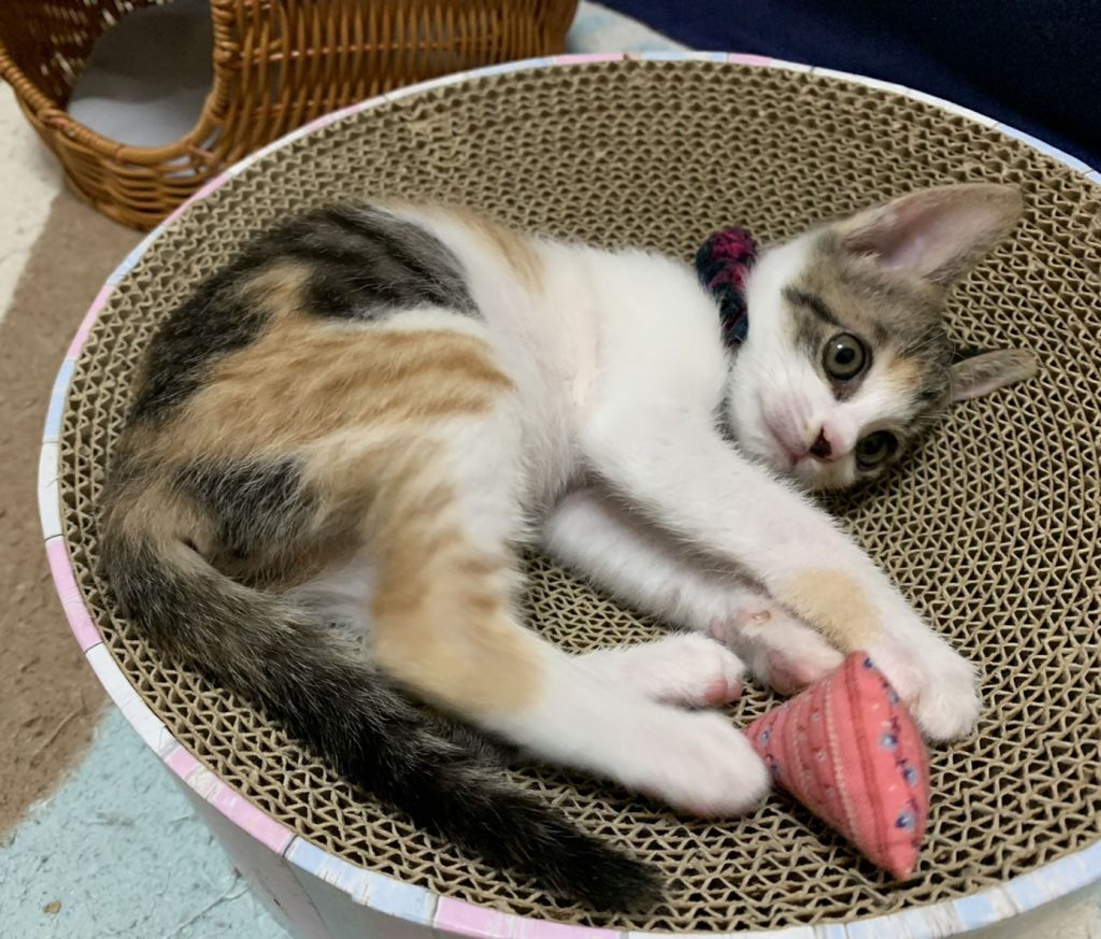 pet-image-3