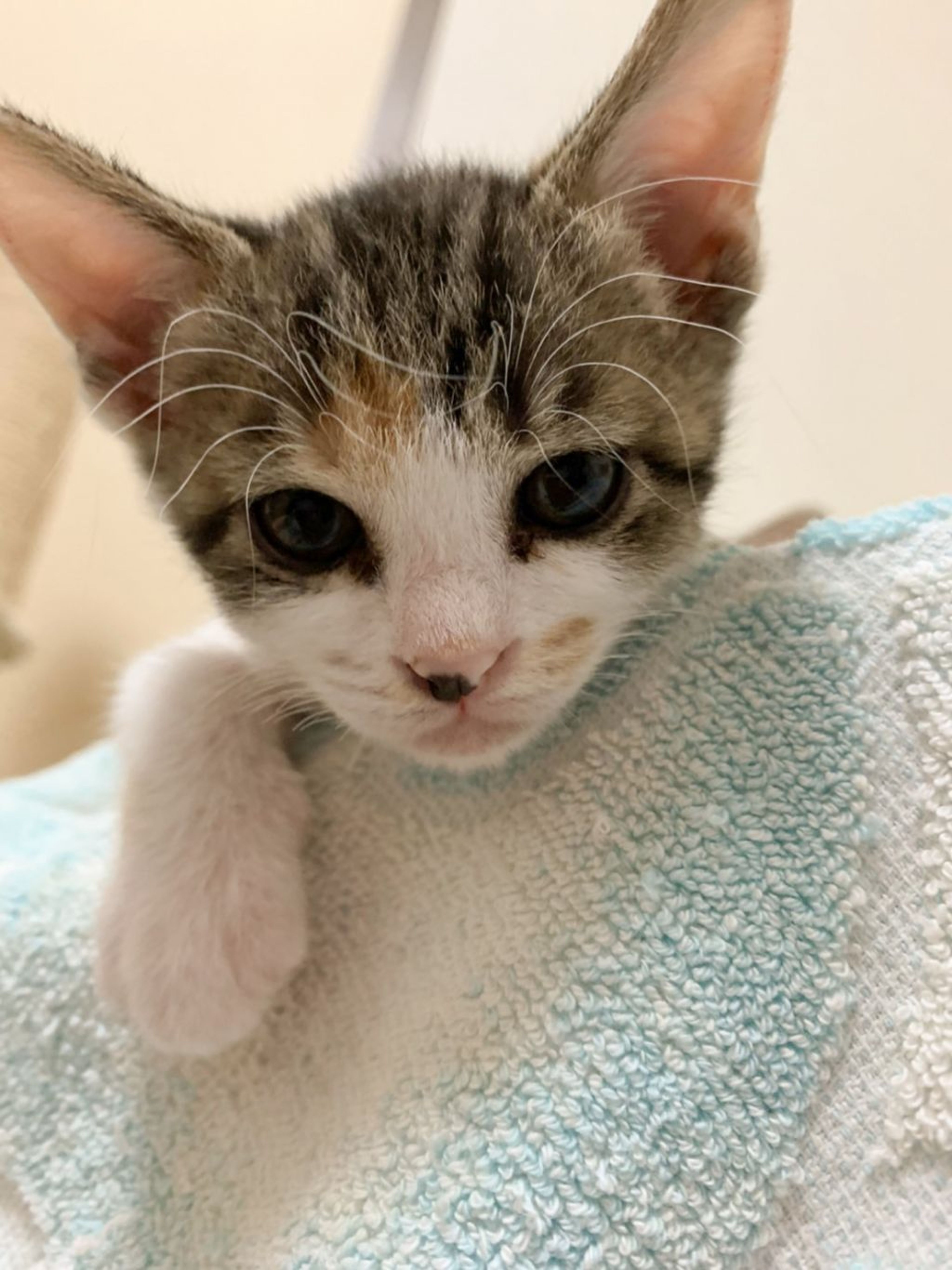 pet-image-4