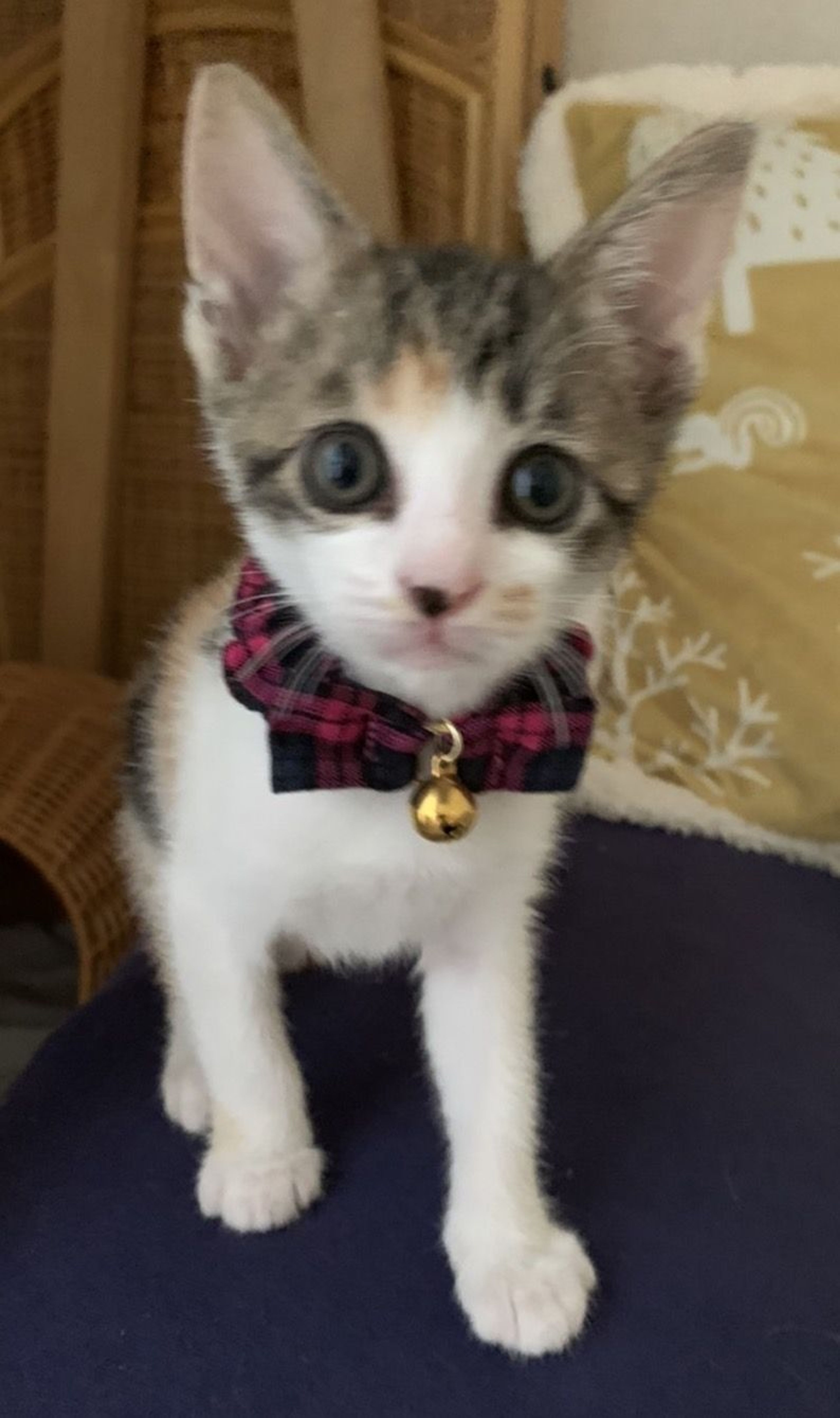 pet-image-5