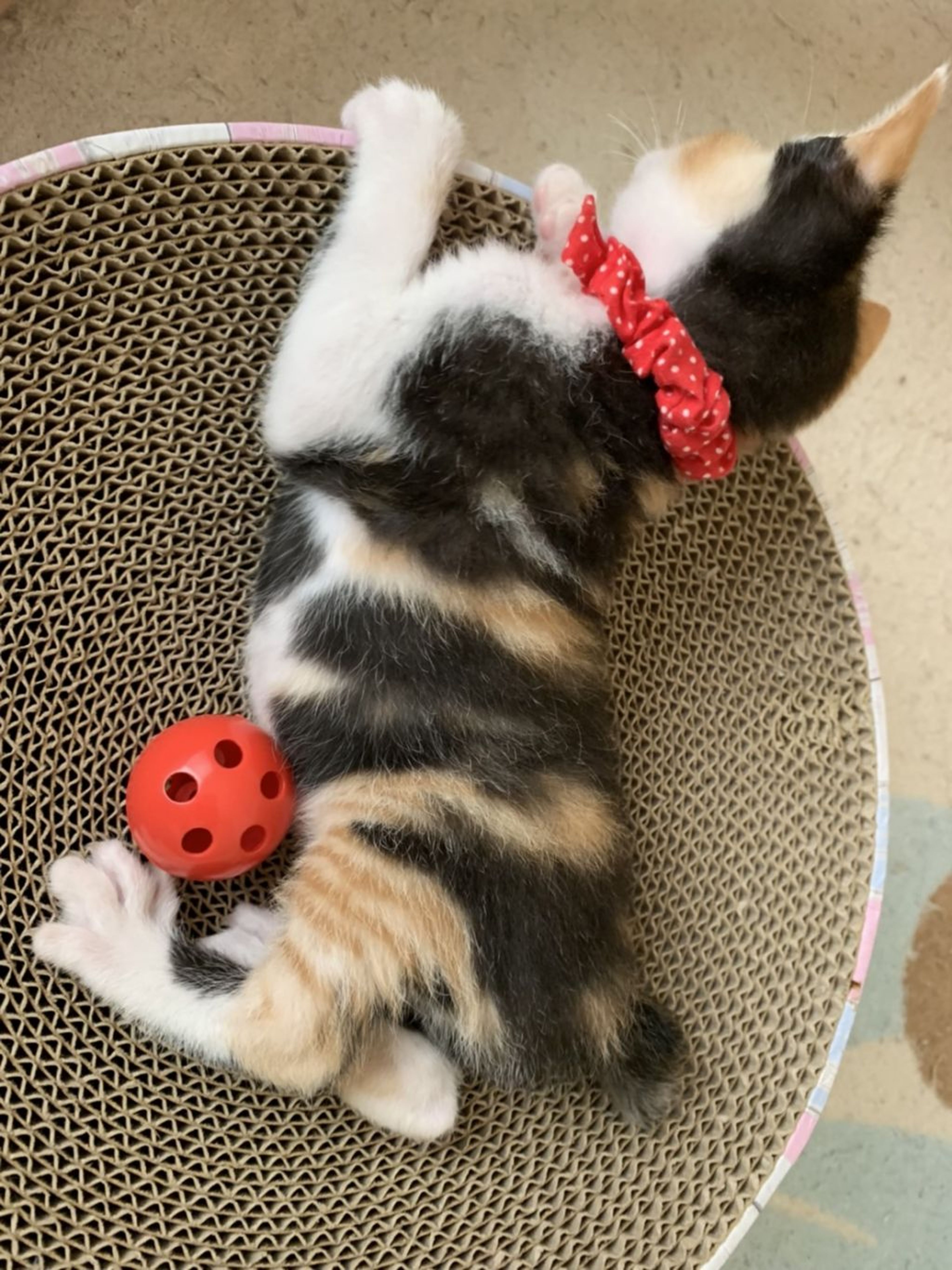 pet-image-3