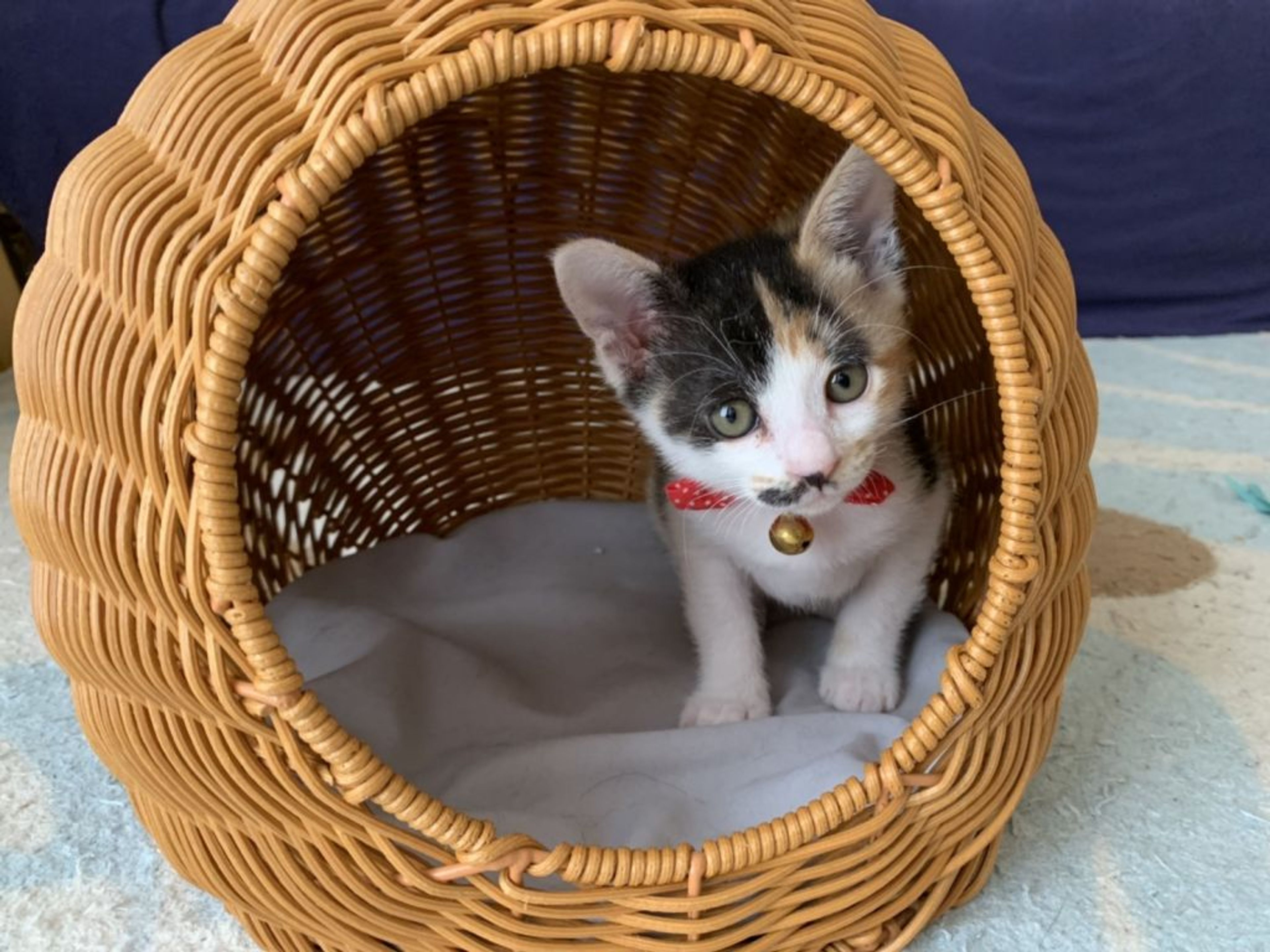pet-image-4