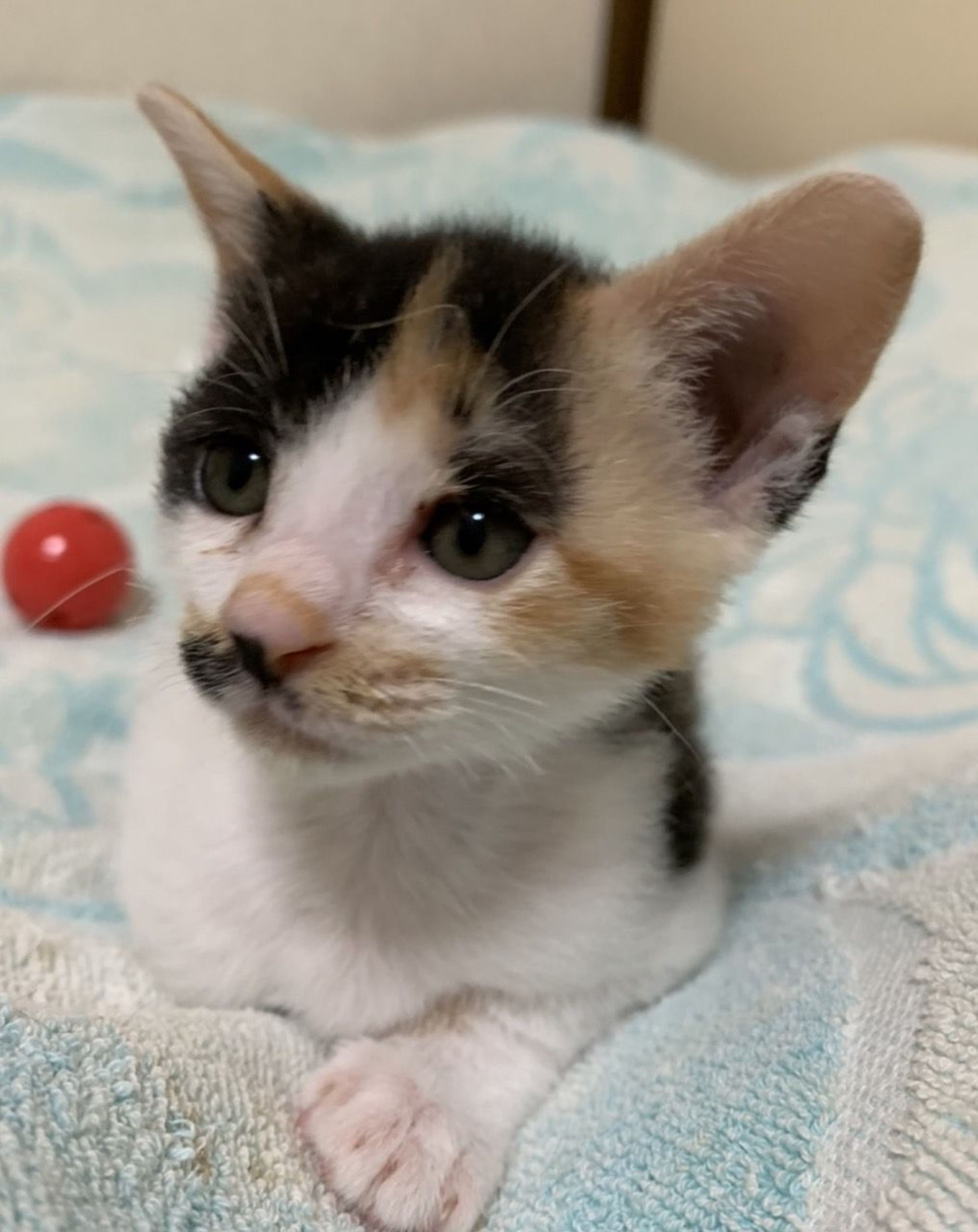 pet-image-5