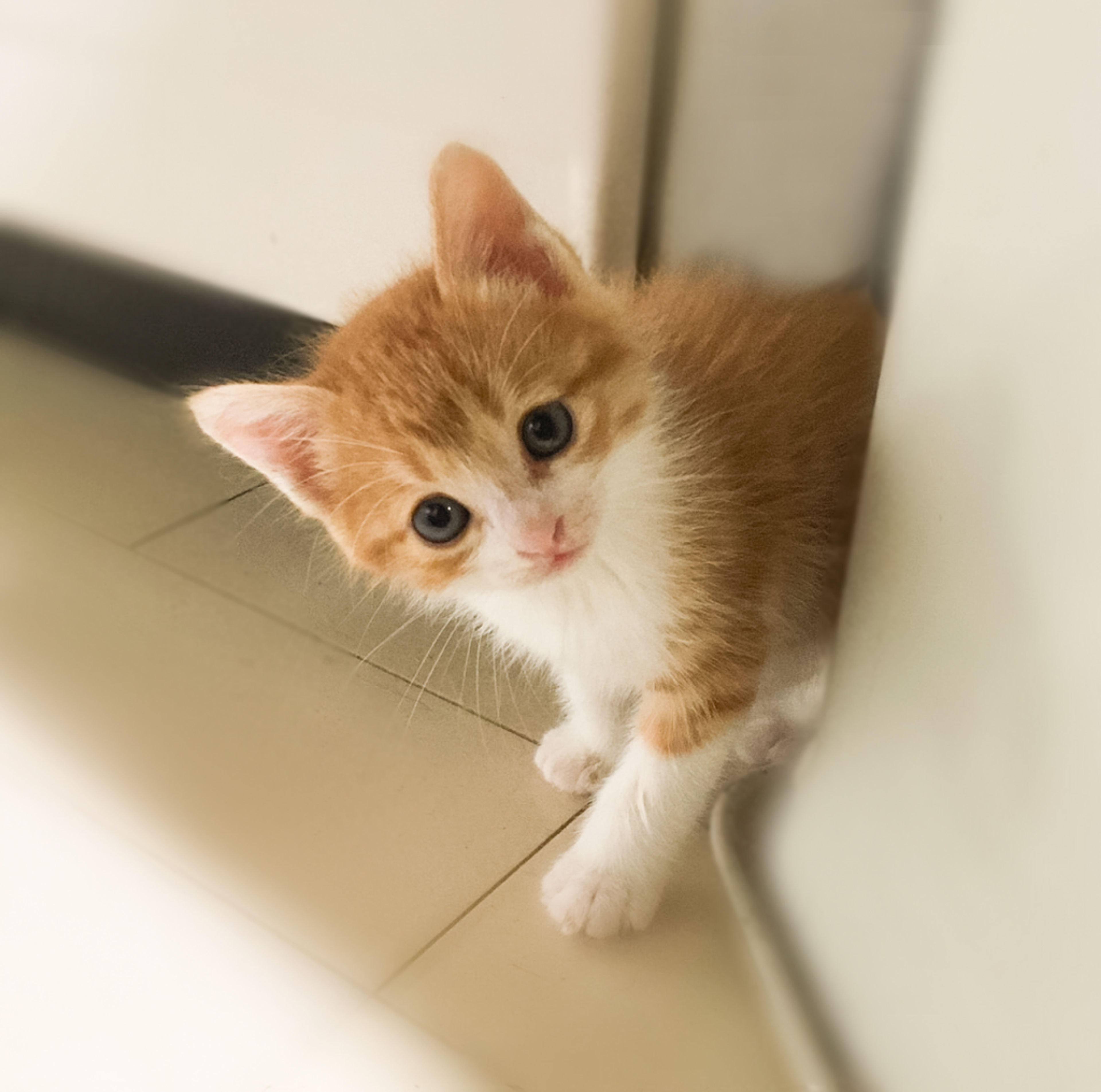 雑種（ミックス猫）・オスの里親募集の写真