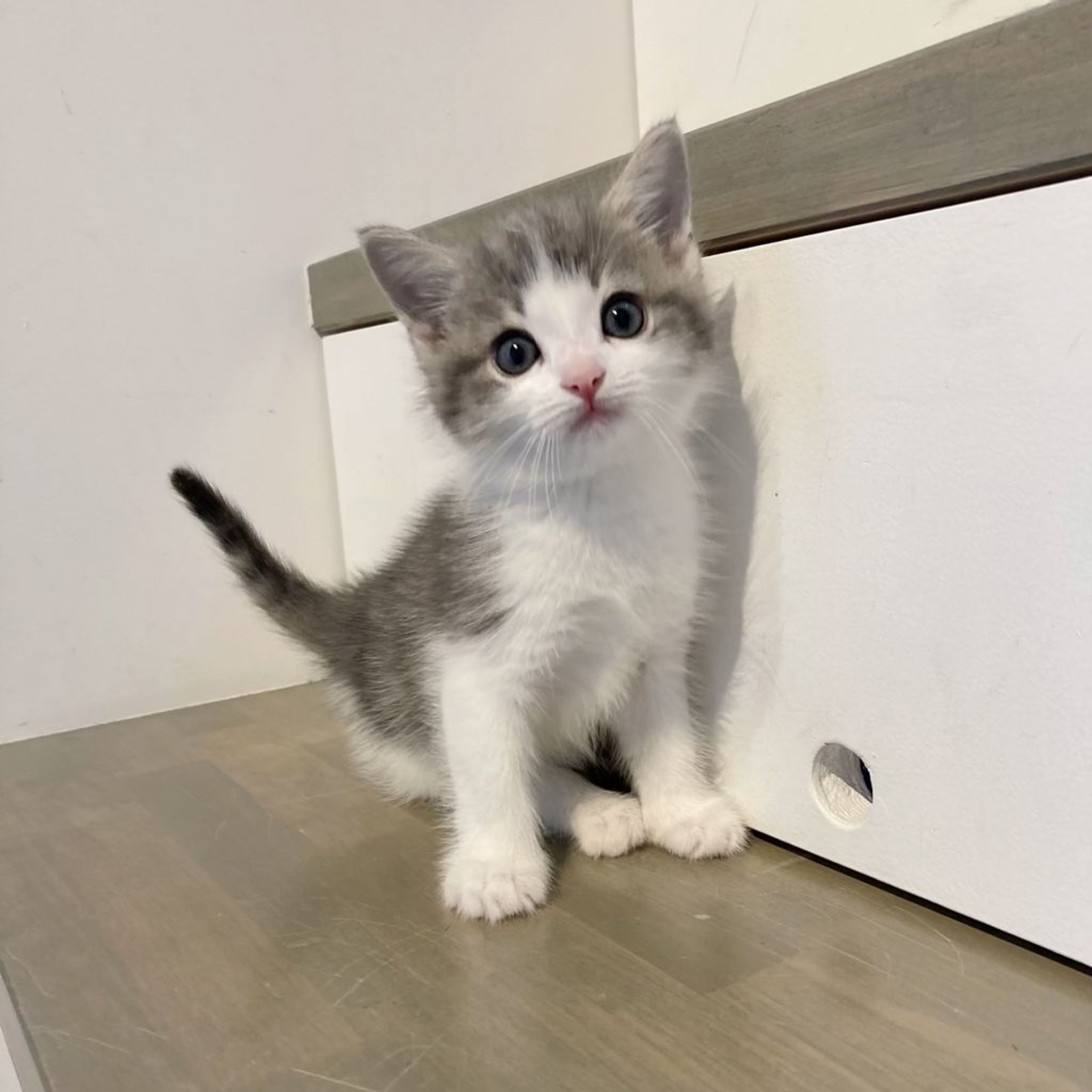 雑種（ミックス猫）・メスの里親募集の写真