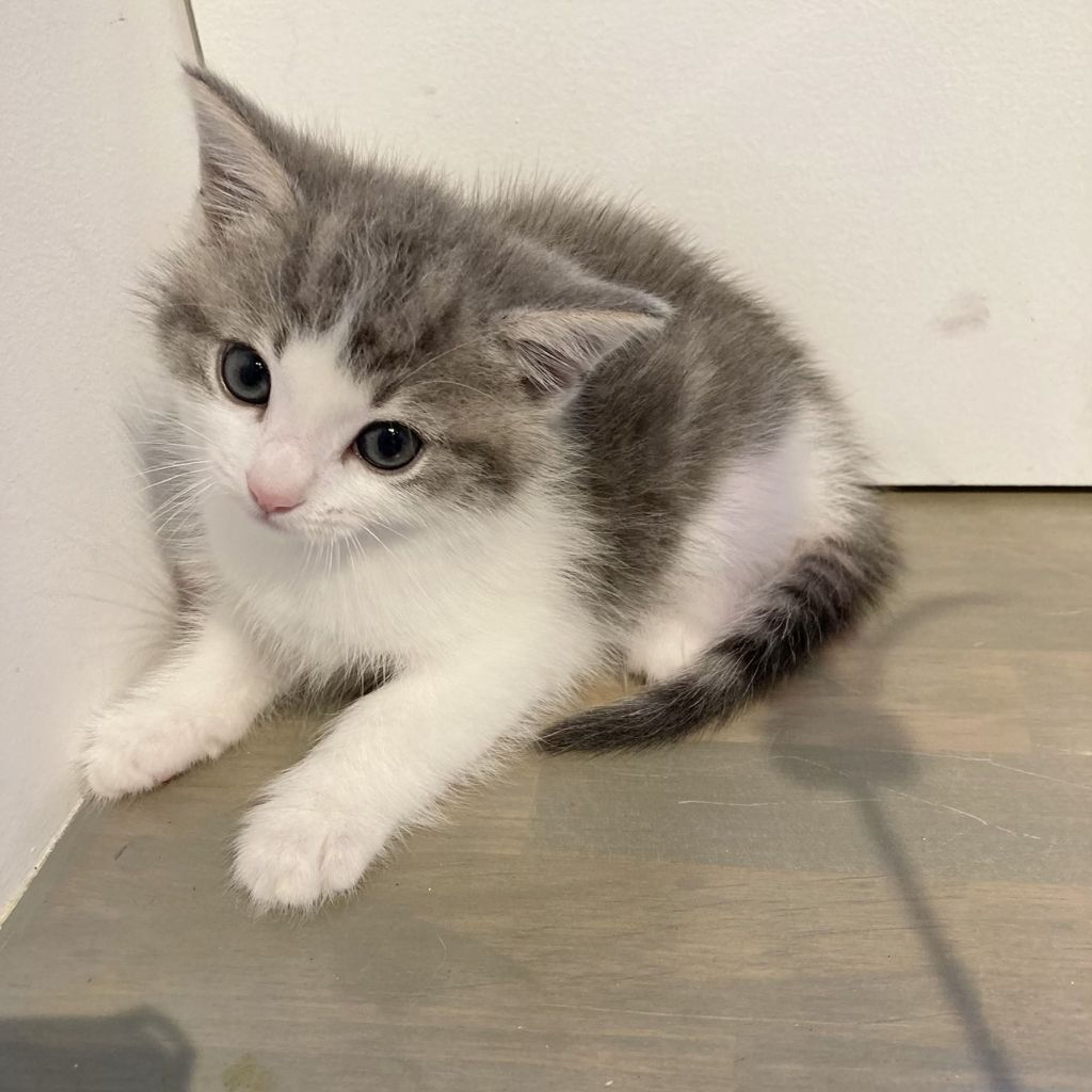 pet-image-2