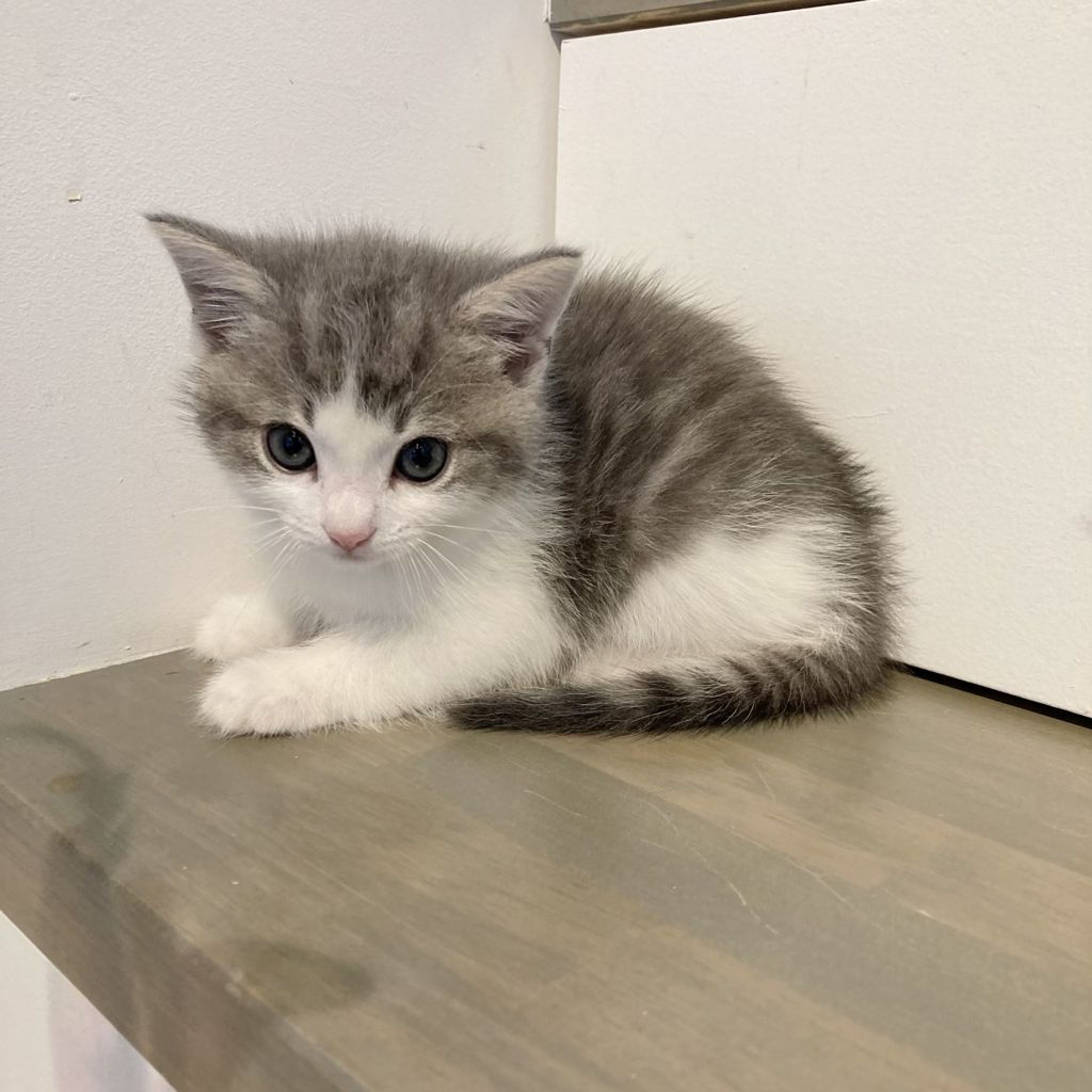 pet-image-4
