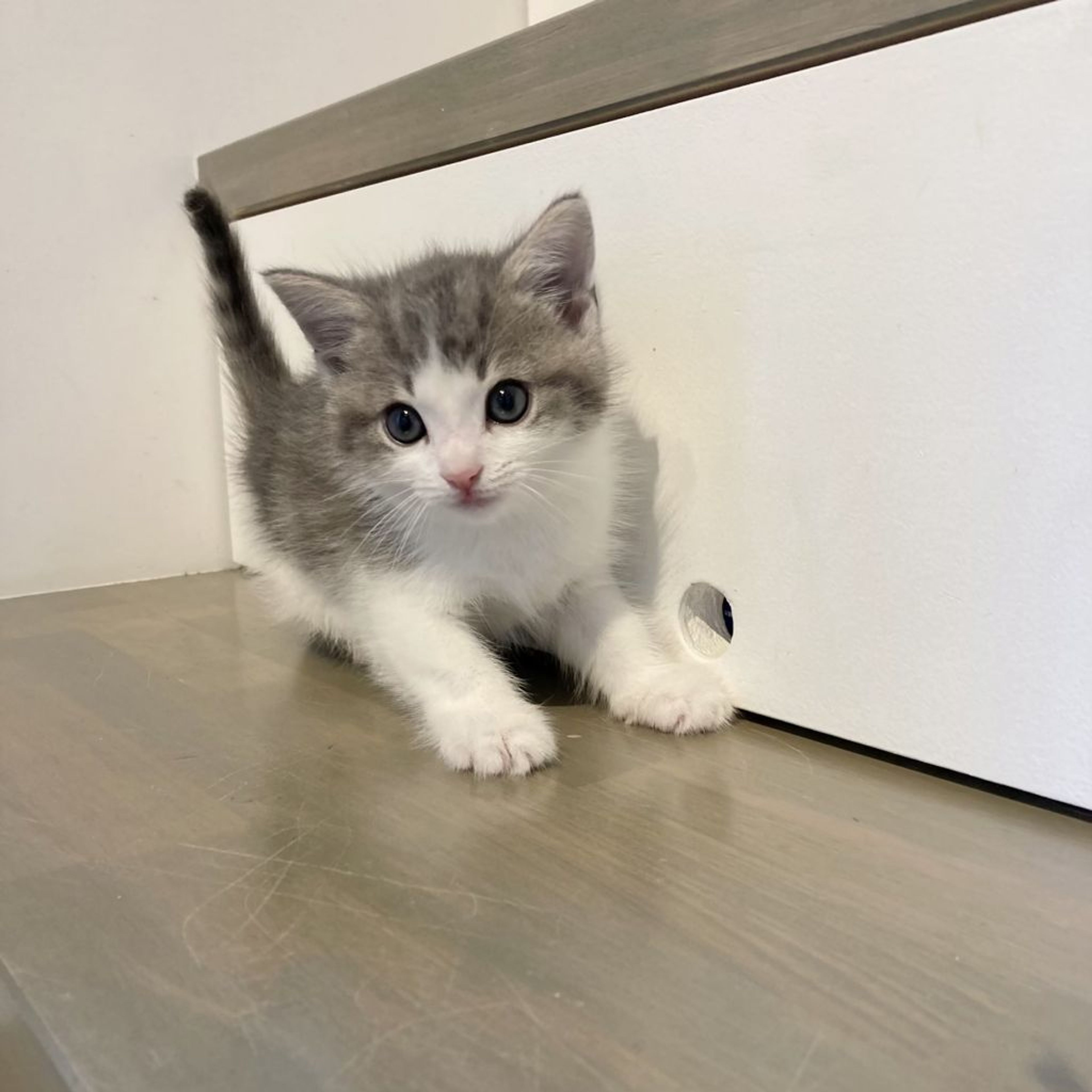 pet-image-5