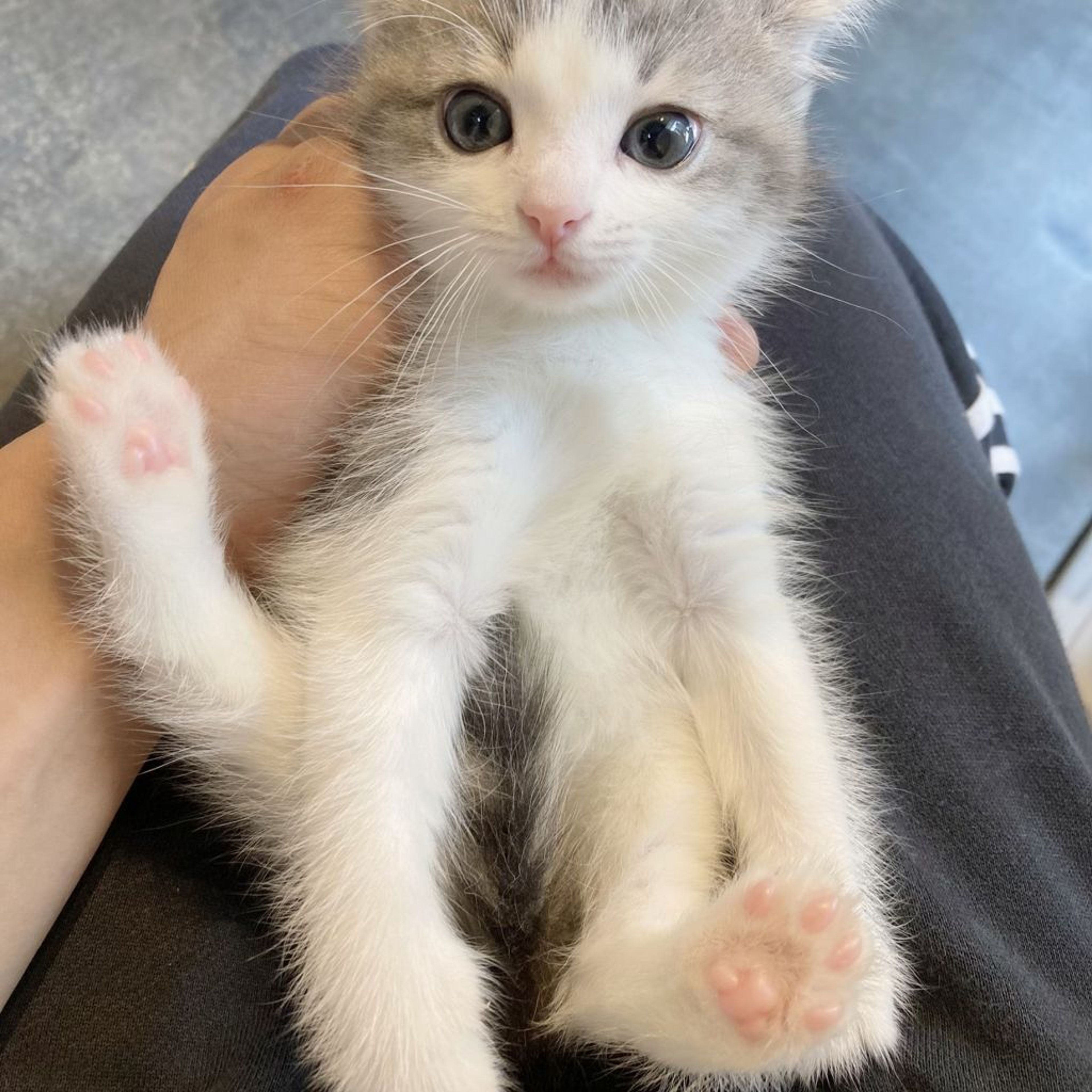 pet-image-6