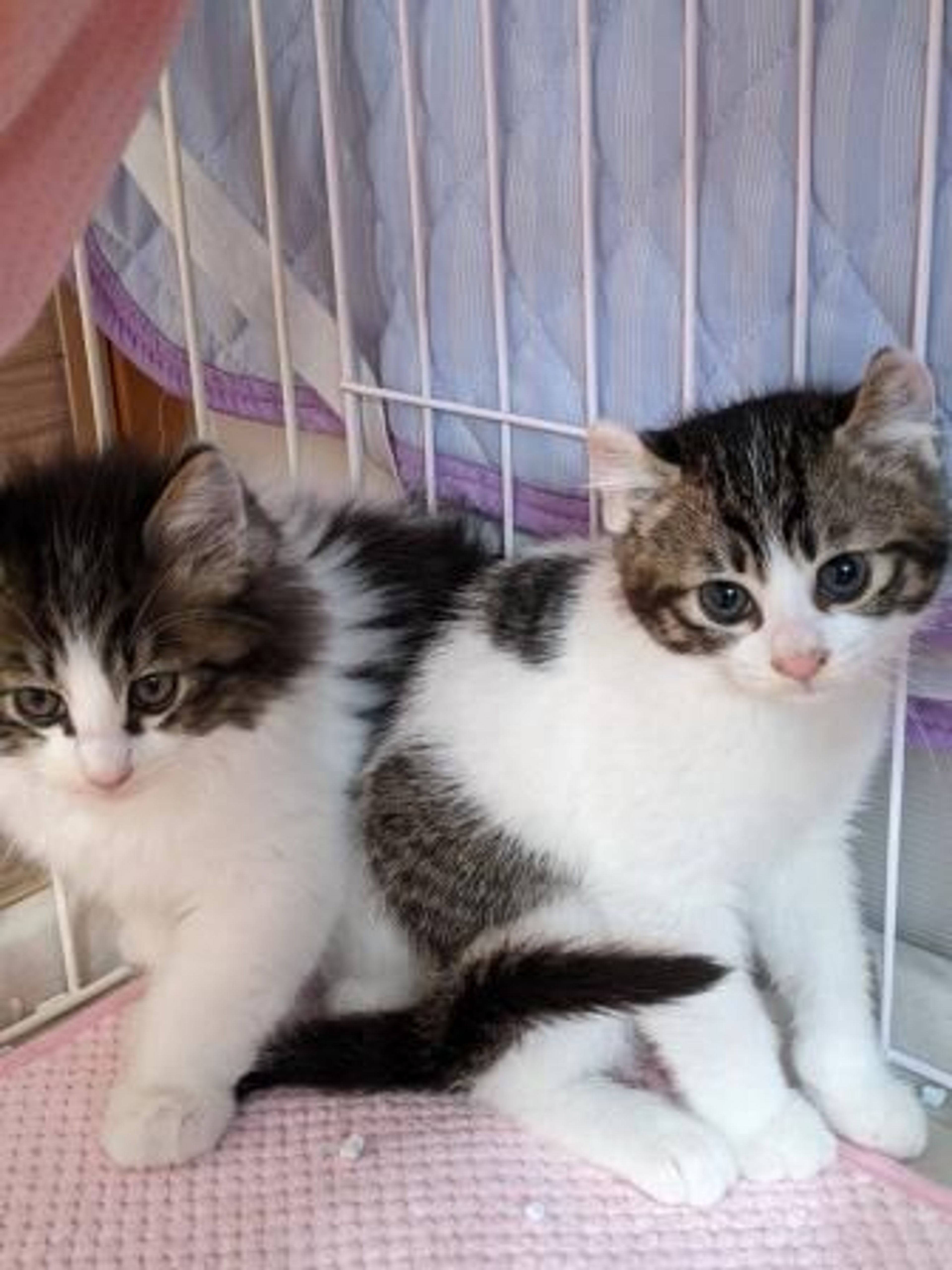 pet-image-2