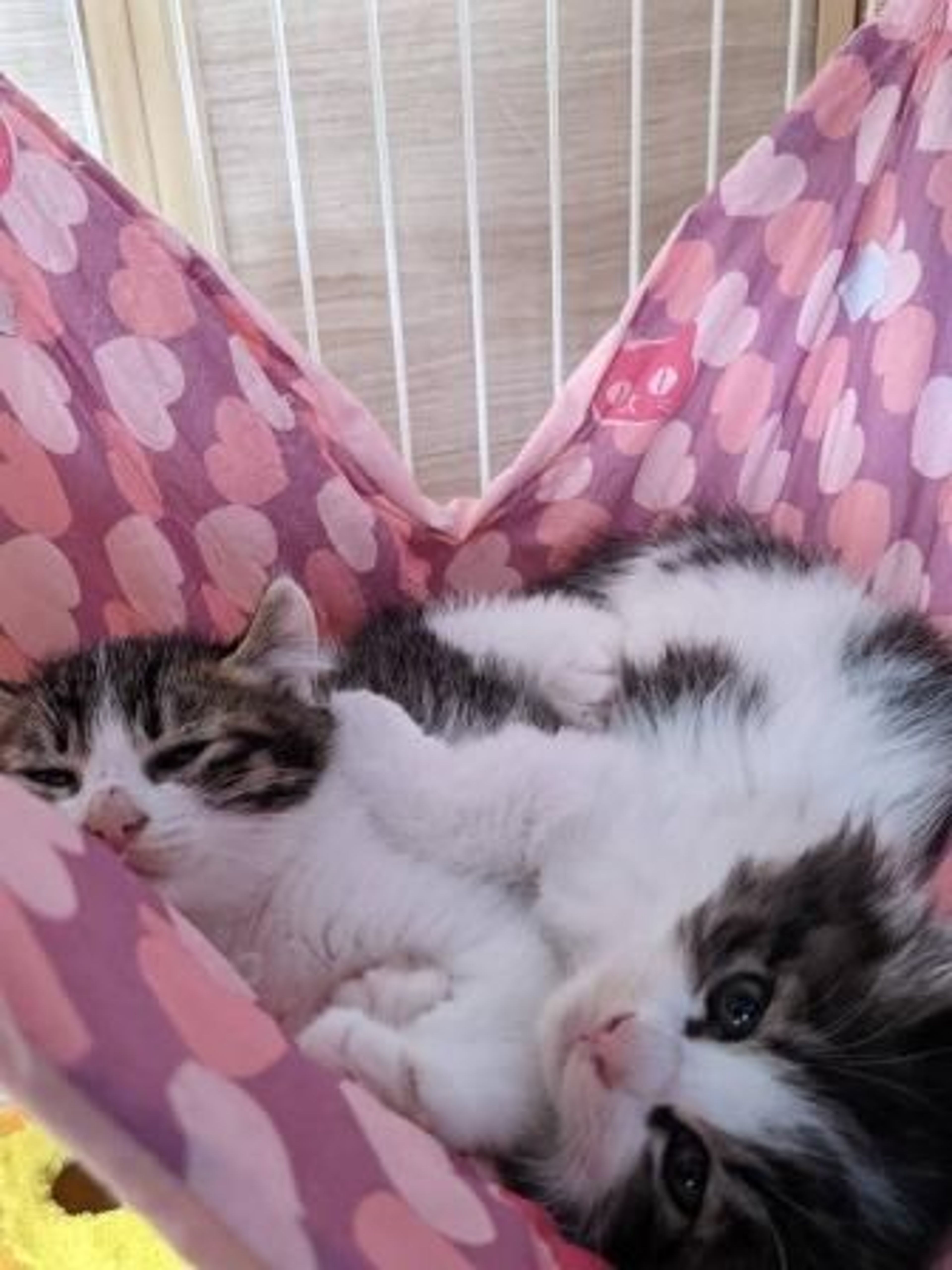 pet-image-3