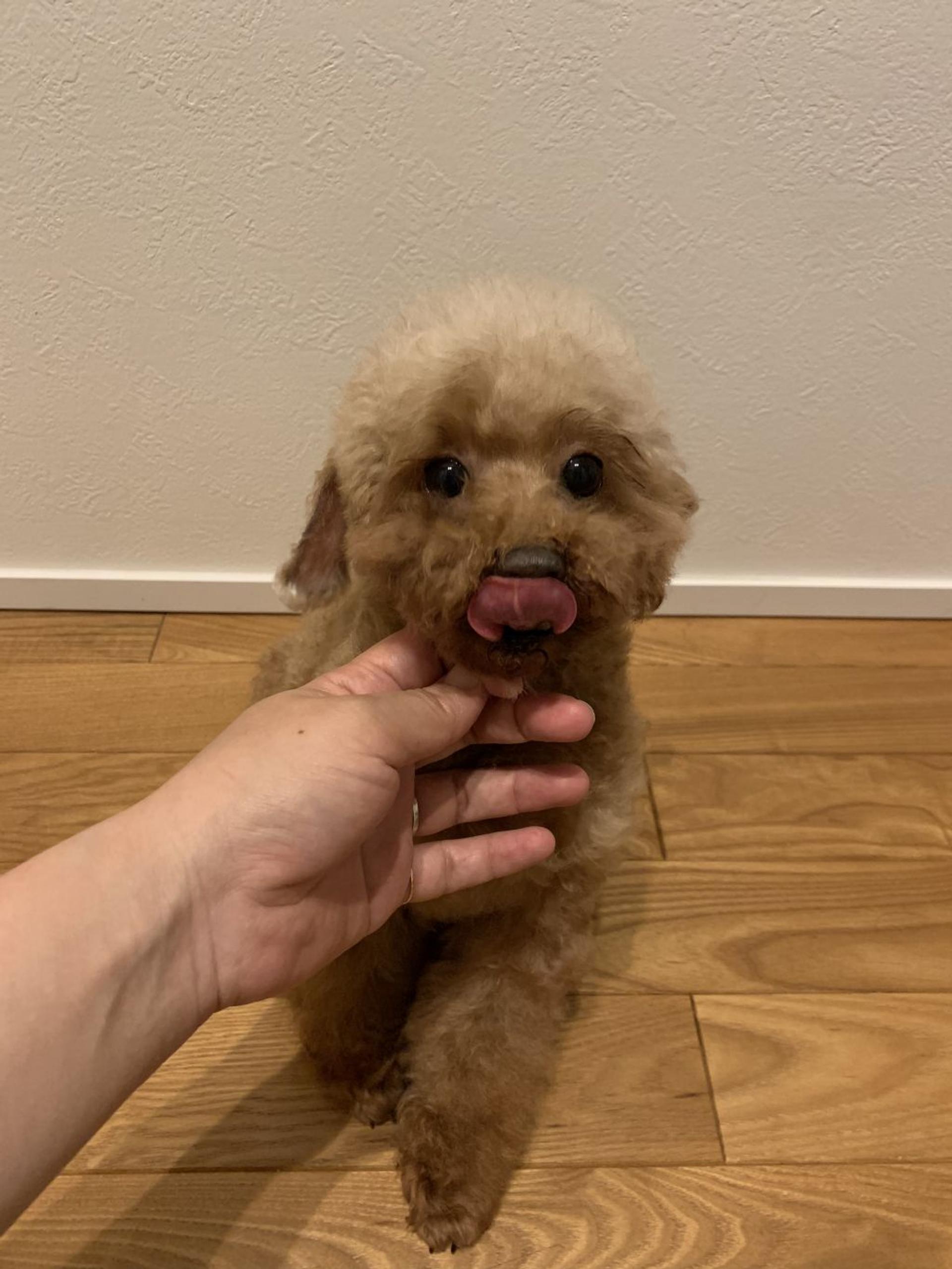 pet-image-5