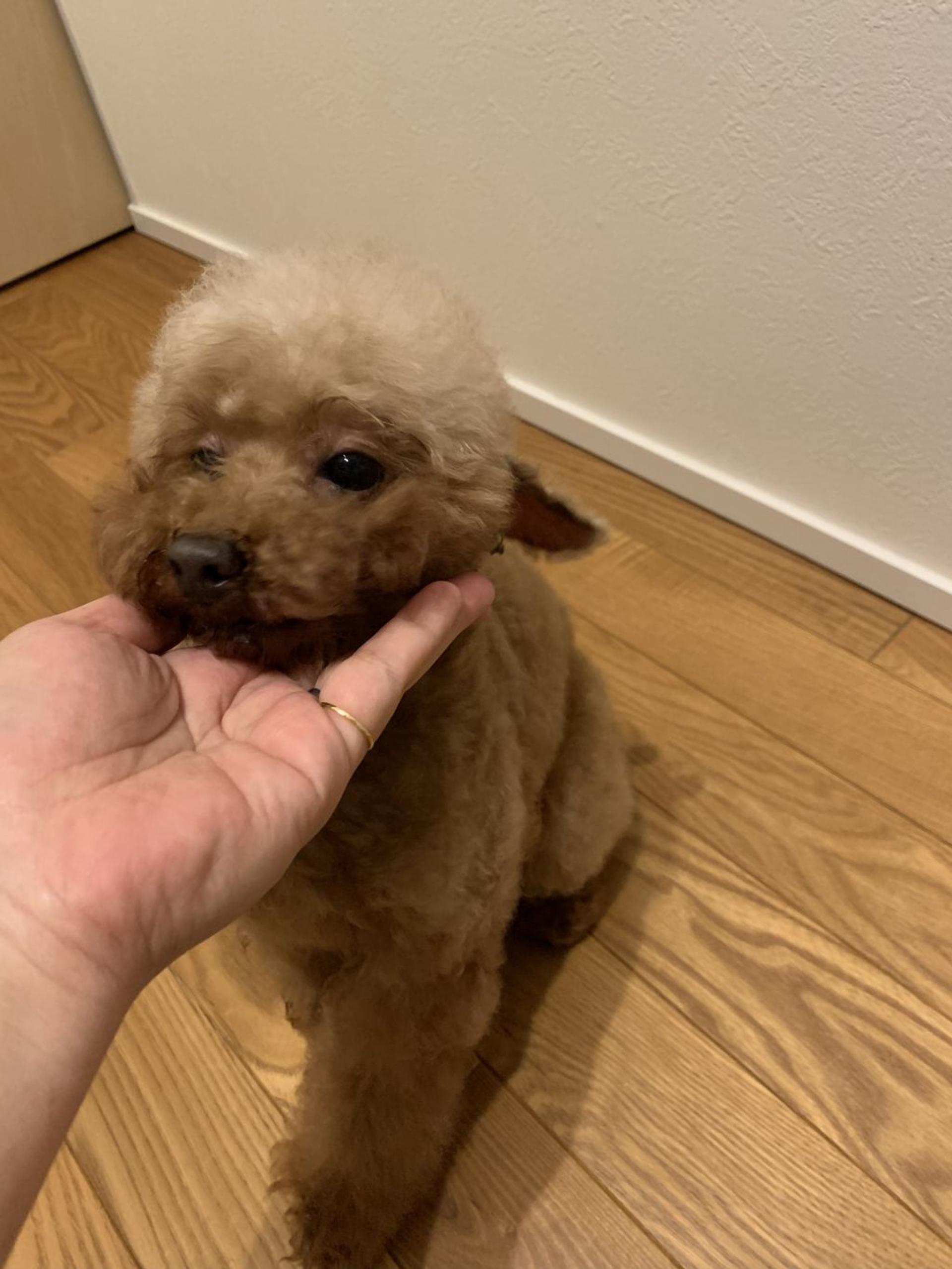 pet-image-6