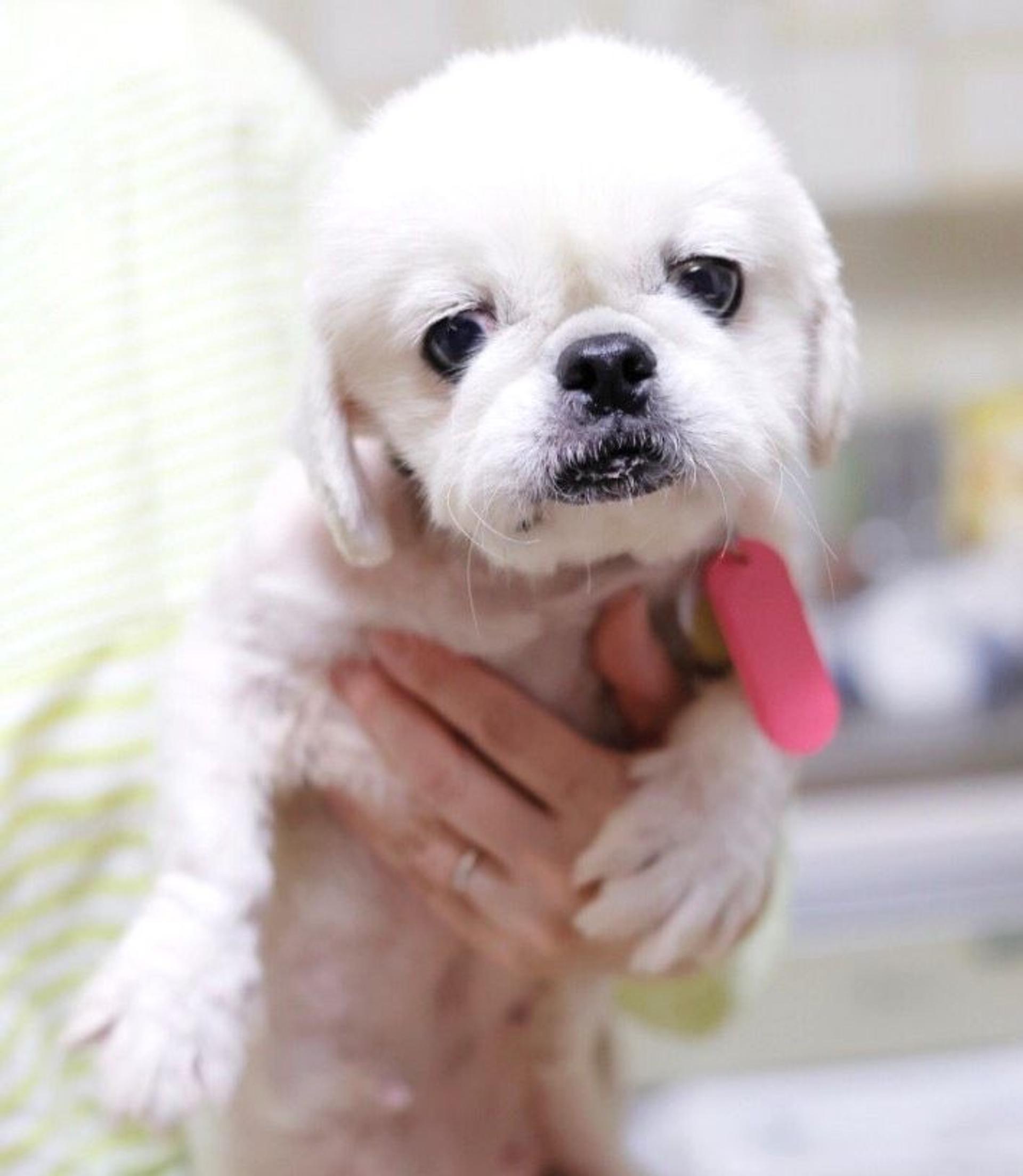 pet-image-2