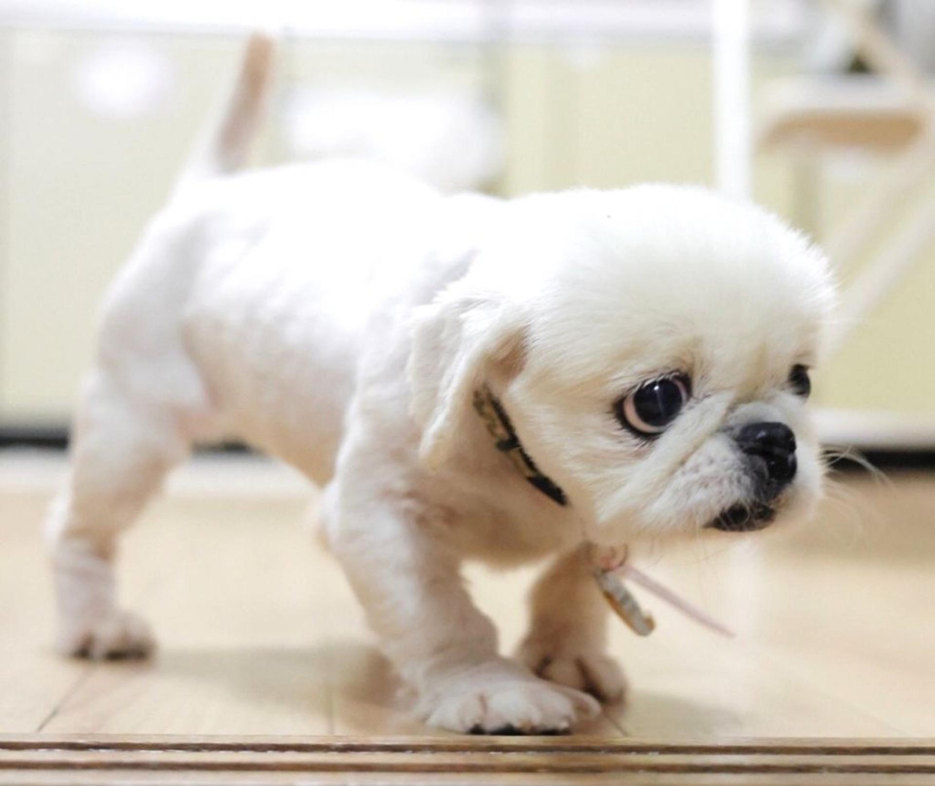 pet-image-3