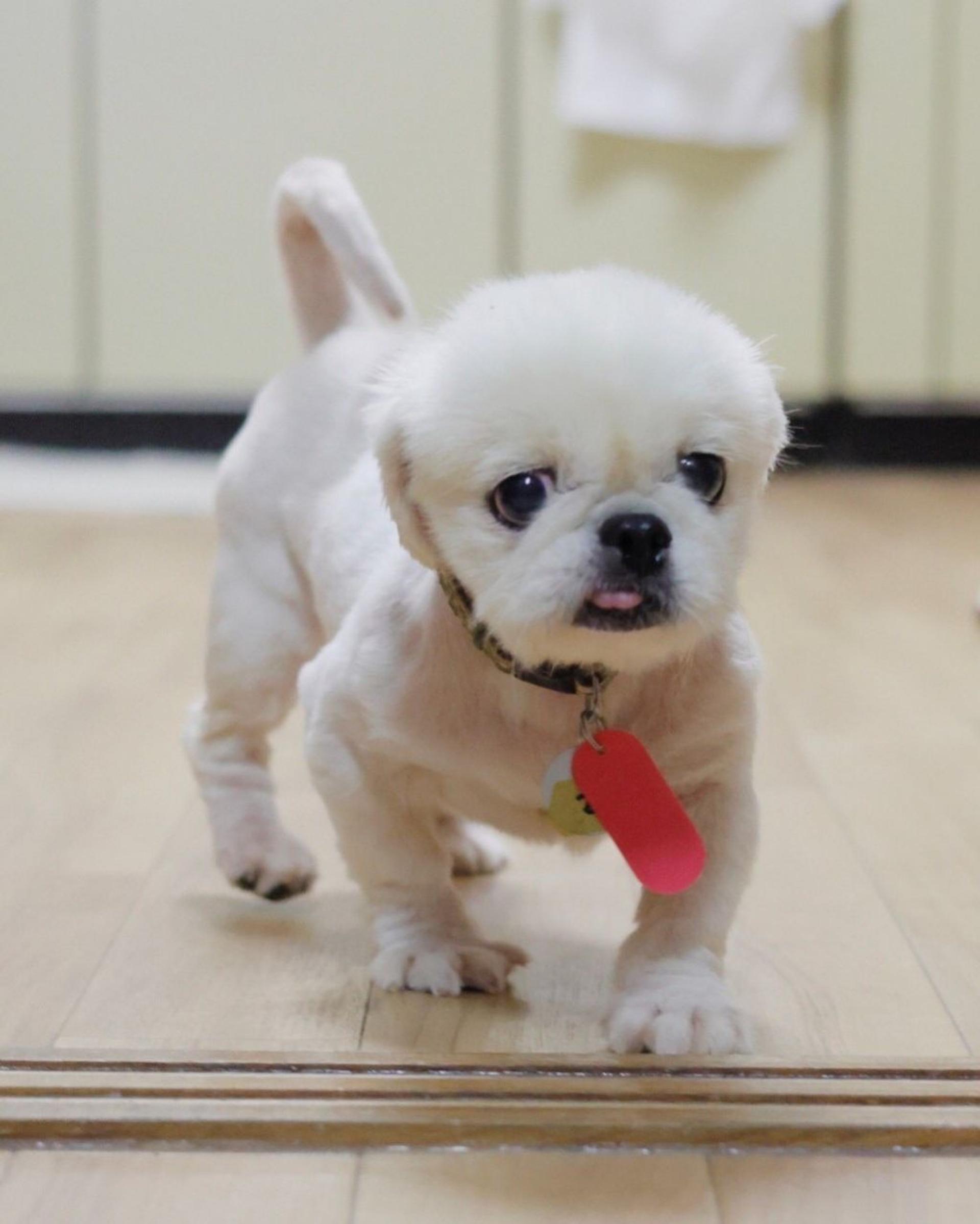 pet-image-4