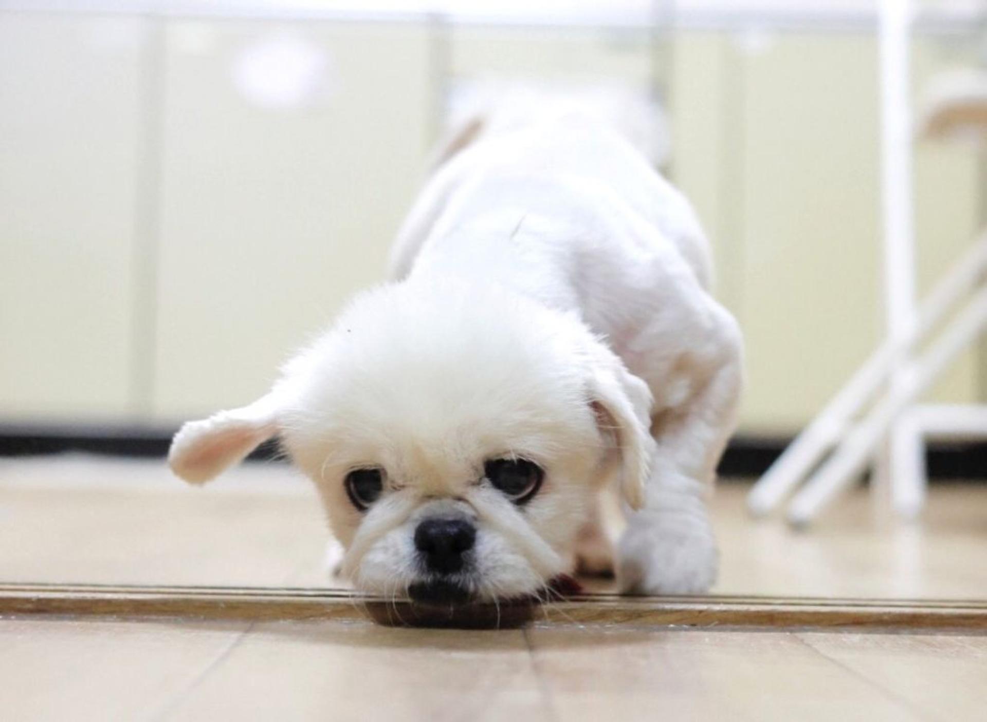 pet-image-6