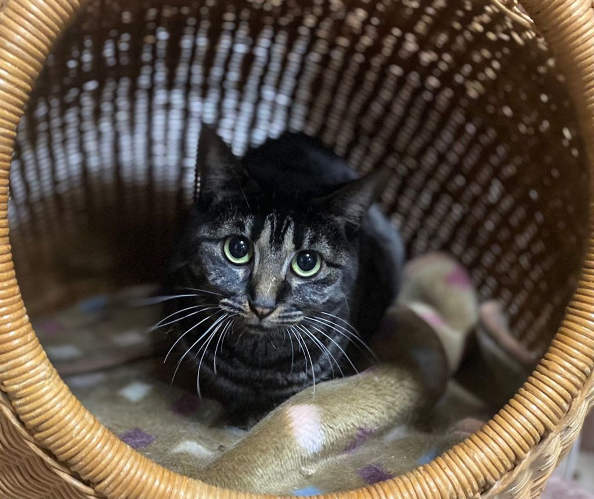 雑種（ミックス猫）・メスの里親募集の写真
