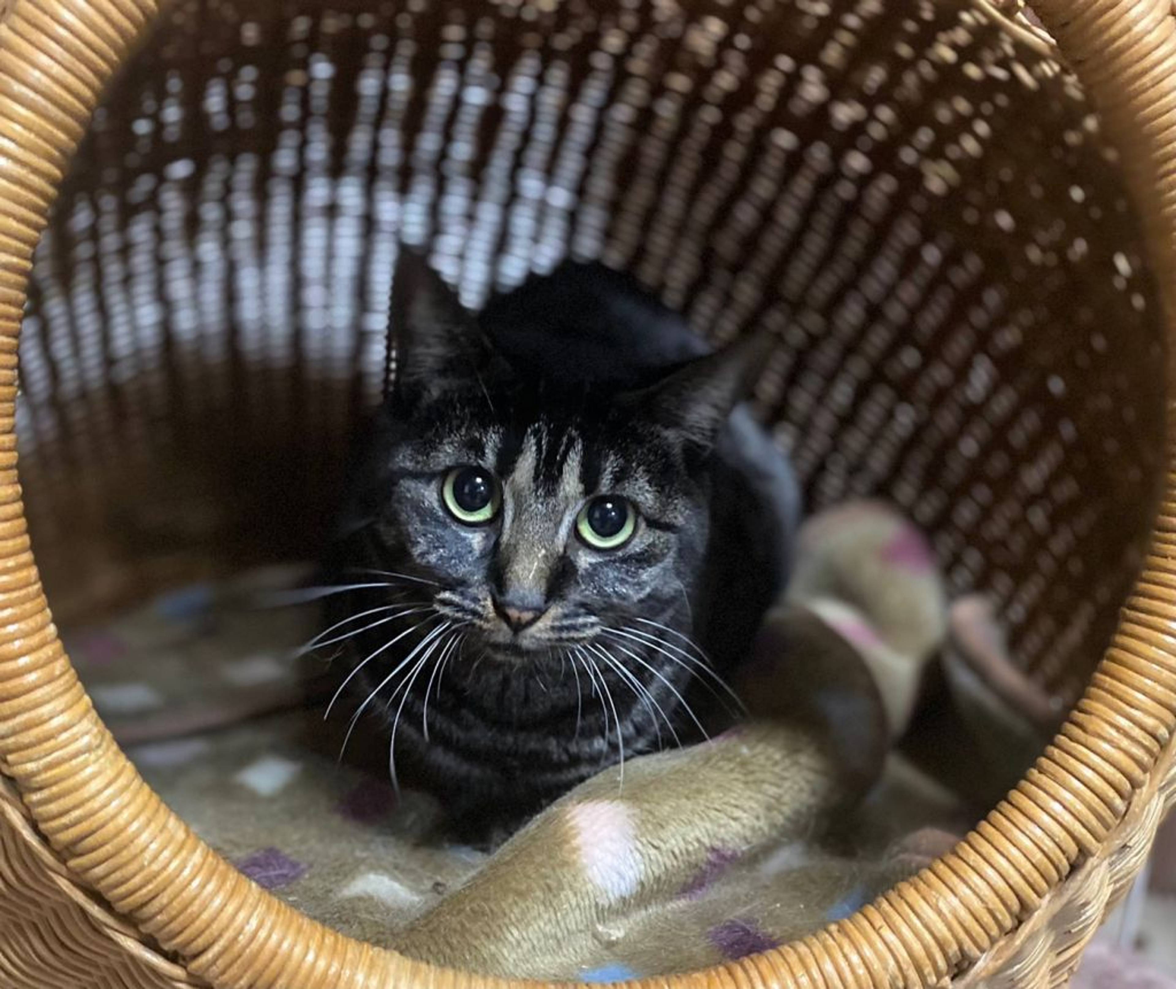 雑種（ミックス猫）・メスの里親募集の写真